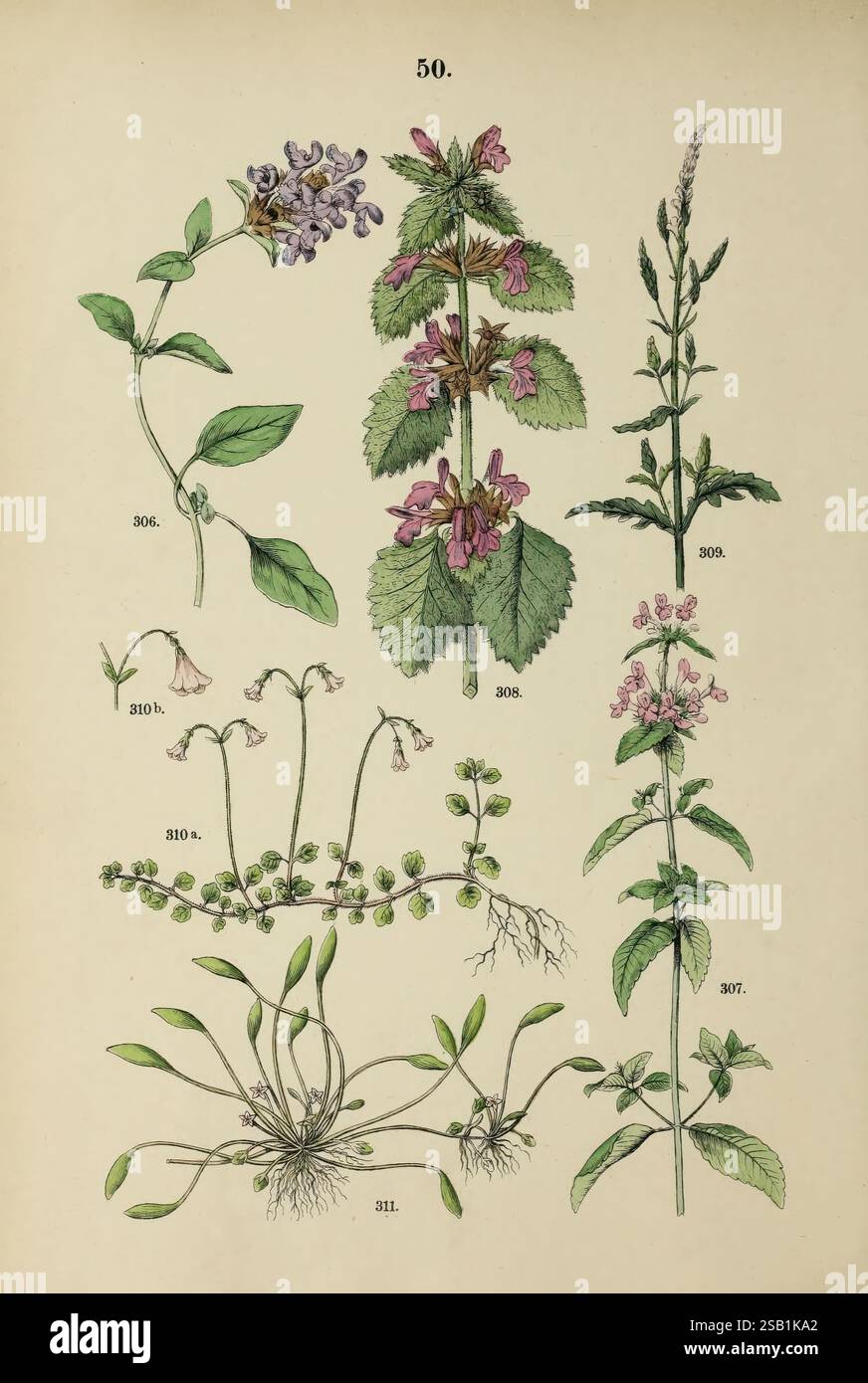 Pflanzen-Atlas nach dem Linné'schen System, Stoccarda, Jr. Hoffmann, 1881, atlanti, botanica, classificazione, piante., questa illustrazione presenta uno studio botanico dettagliato di varie piante, che mostra le loro caratteristiche distinte. In alto a sinistra, una pianta con fiori viola e ampie foglie verdi, etichettata come 306. Accanto ad essa, una pianta fiorita con fiori rosa raggruppati è identificata come 308. Sotto queste, un'altra pianta, etichettata come 310, mostra delicati fiori rosa con steli sottili. La sezione inferiore evidenzia una pianta abbracciata al suolo, numero 311, con piccole foglie e radici visibili, Foto Stock