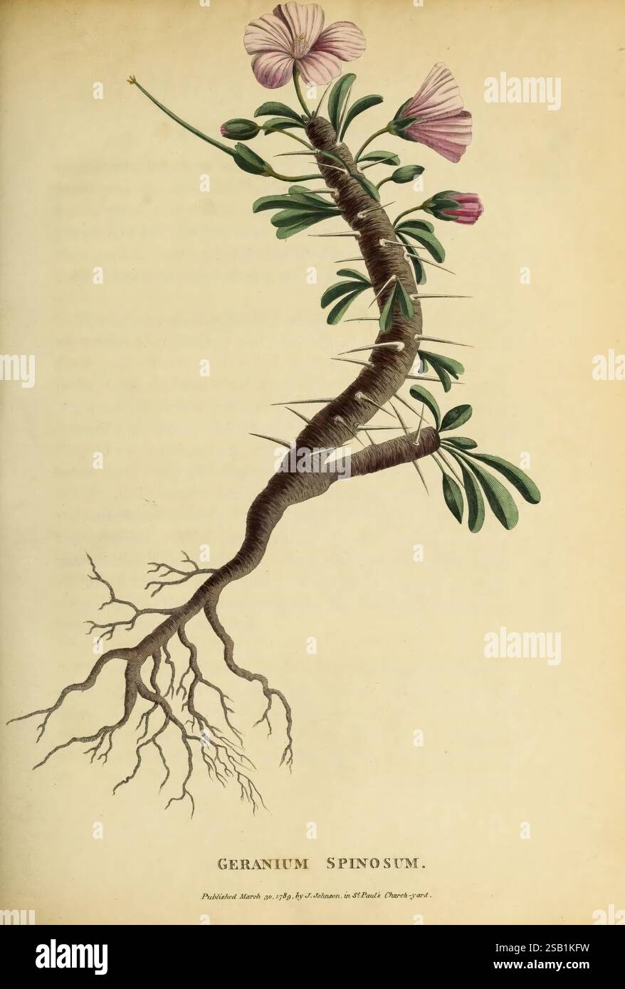 Un racconto di quattro viaggi nel paese degli Ottentotti e caffaria, Londra, J. Johnson, 1789 Descrizione e viaggio, Sud Africa, Geranium spinosum, Geranium spinosum, William Paterson, pianta, fiore, botanica, l'illustrazione mostra una rappresentazione dettagliata di una pianta di geranio spinoso. La pianta presenta un'intricata rete di steli sottili e spinosi adornati da delicati fiori rosa. Le foglie sono larghe e disposte simmetricamente lungo lo stelo, mostrando una ricca tonalità verde. Il sistema radice è chiaramente illustrato, mostrando una robusta struttura di diramazione sotto la superficie. La o Foto Stock
