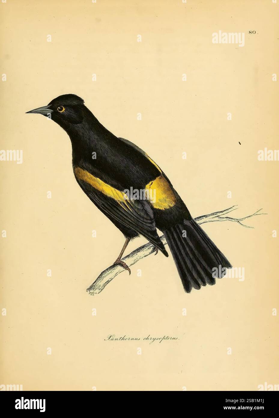 Illustrazioni di ornitologia, Dublino, Longman, Rees, orme, Brown, & Green, e S. Highley, 1826-1835, uccelli, opere pittoriche, raccolta e conservazione, composti dell'arsenico, merluzzo nero con spalle gialle, Agelaius xanthomus, un'illustrazione dettagliata di un uccello appollaiato su un ramo sottile. L'uccello presenta un sorprendente piumaggio nero con una fascia gialla vibrante sul petto, che ne migliora l'impatto visivo. Il suo occhio è luminoso e coinvolgente, contribuendo alla rappresentazione generale dettagliata delle sue caratteristiche, tra cui la forma del becco e la consistenza delle sue piume. Questa illustrazione cattura l'ess Foto Stock