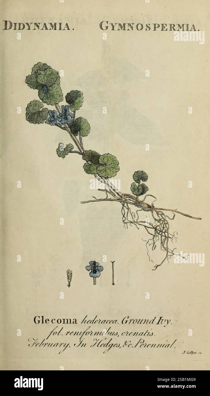 Flora britannica indigena, Bath, 1778, botanica, Gran Bretagna, opere illustrate, opere pittoriche, questa illustrazione botanica presenta la pianta *Glecoma hederacea*, comunemente nota come edera di terra. Il disegno mostra le sue caratteristiche foglie arrotondate e i delicati fiori blu tubolari. Le foglie sono raffigurate con un aspetto testurizzato, evidenziandone i bordi seghettati e la forma a cuore. Sotto la vite principale sono illustrate le radici, sottolineando l'abitudine di crescita della pianta ad abbracciare il terreno. Il titolo indica la classificazione della pianta all'interno delle categorie più ampie di Didynamia e Gymnospermia, W. Foto Stock