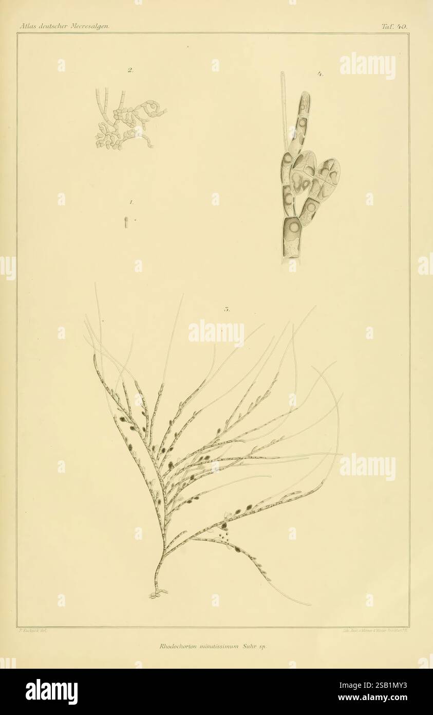 Atlas deutscher Meeresalgen Berlin, P. Parey, 1889-1892. Germania, alghe, Woods Hole, Marine Algae, l'illustrazione presenta uno studio dettagliato di varie strutture anatomiche. In alto a sinistra, una rappresentazione ravvicinata mostra i componenti scheletrici, evidenziando probabilmente le strutture ossee o le articolazioni. Accanto ad essa è raffigurata una mano che mostra l'anatomia delle dita umane e le loro intricate connessioni. Sotto queste figure, viene presentato un elemento botanico, caratterizzato da steli allungati e molli adornati con piccole formazioni raggruppate, che probabilmente rappresentano un tipo di alghe marine o specie vegetali. A. Foto Stock
