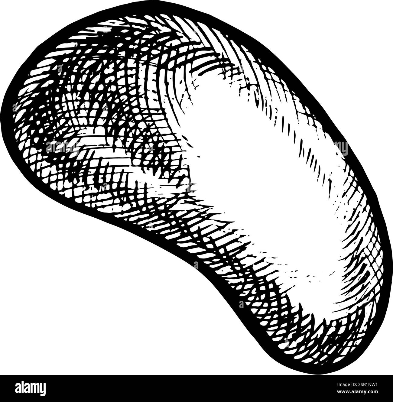 La pietra marina. Un'illustrazione grafica vettoriale disegnata a mano. Immagine in bianco e nero dell'elemento spiaggia. Separato dallo sfondo. Perfetto per i pacchetti Illustrazione Vettoriale