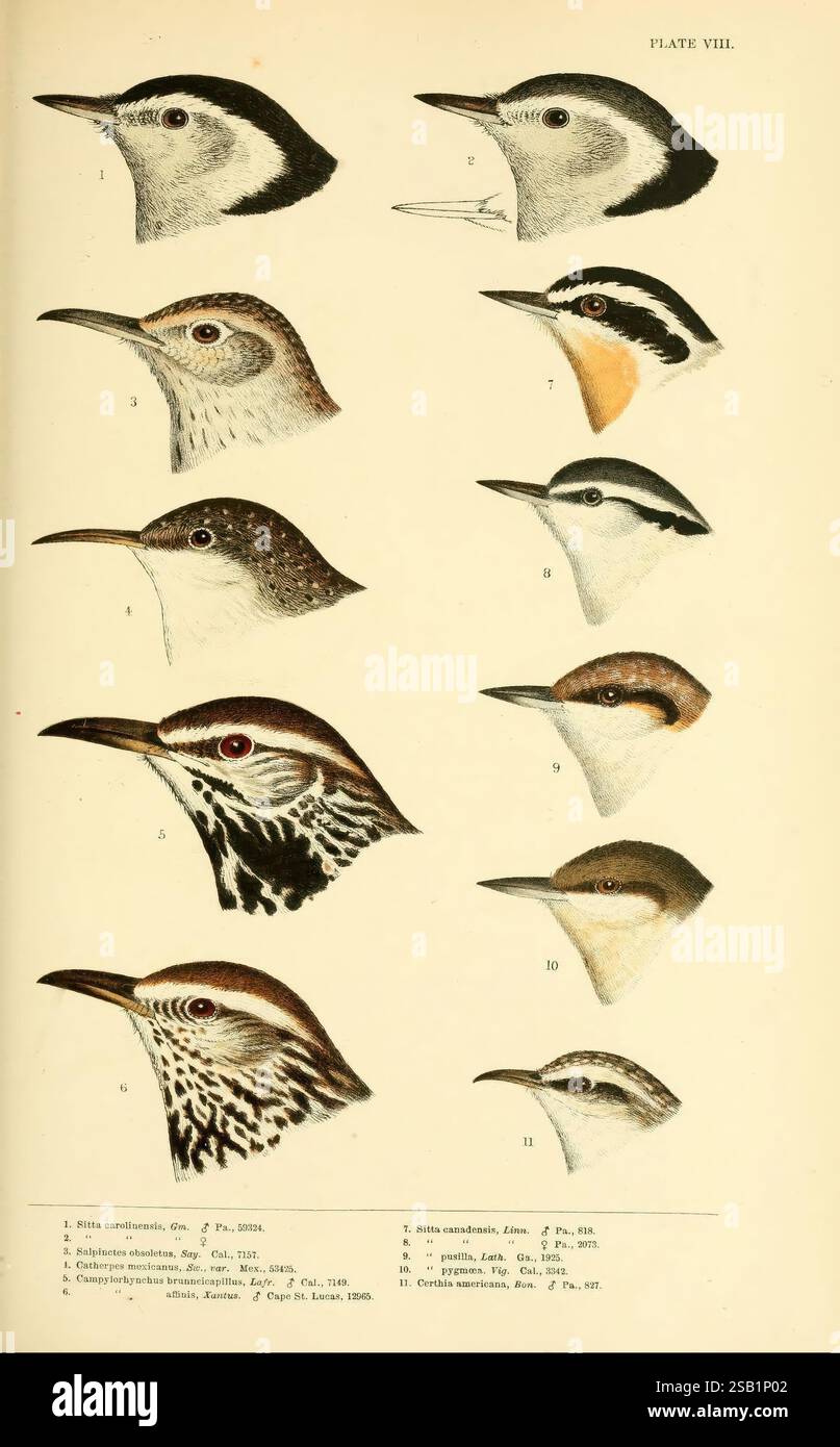 A history of North American Birds Boston, Little, Brown, 1905. Birds, North America, Una raccolta di illustrazioni ornitologiche che mostrano i profili di varie specie di uccelli. La prima fila include rendering delicati di diversi tipi di chiavi, mostrando le loro distinte forme di becco e i loro motivi di piume. Ogni illustrazione è numerata per l'identificazione. La seconda fila continua con altre specie che presentano caratteristiche diverse nelle forme e nelle marcature della testa, evidenziando la diversità all'interno di questo gruppo di piccoli uccelli. L'opera enfatizza i dettagli intricati nelle piume e. Foto Stock