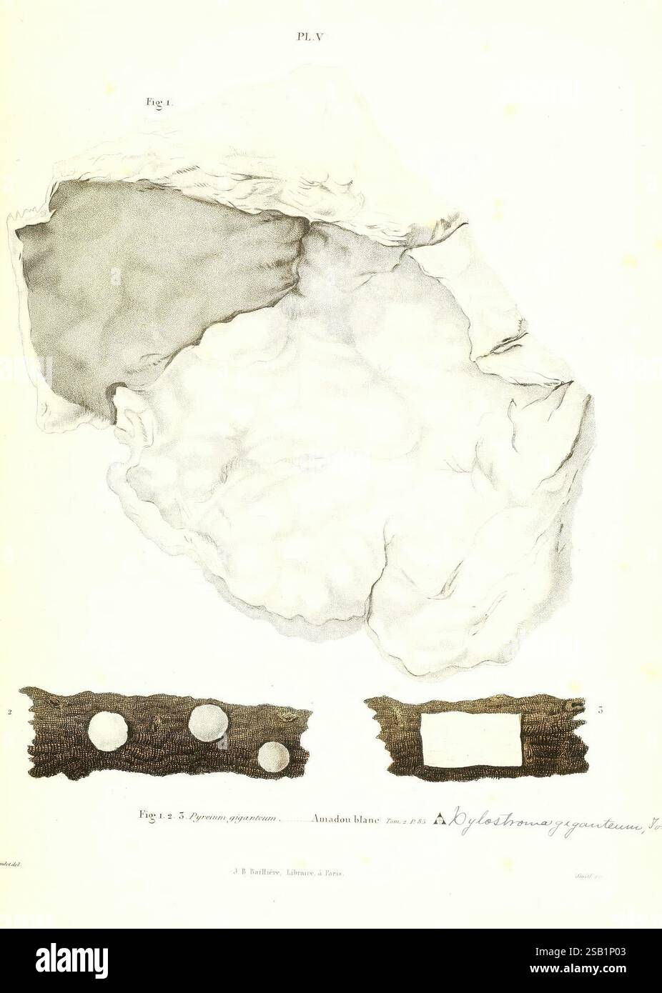 Iconographie des champignons de Paulet, New York, H. Baillière, 1855, funghi, l'illustrazione raffigura diversi esemplari geologici, tra cui due forme distinte di un campione di roccia o minerale. La sezione superiore mostra una forma irregolare e ruvida con una superficie liscia, suggerendo una formazione naturale. Sotto, la parte inferiore presenta una vista ravvicinata dello stesso materiale o di materiale simile, con caratteristiche circolari disposte in fila, indicativa di una formazione stratificata. L'intera composizione è etichettata con numeri di riferimento, indicanti probabilmente una classificazione o uno studio specifici in un contesto scientifico Foto Stock