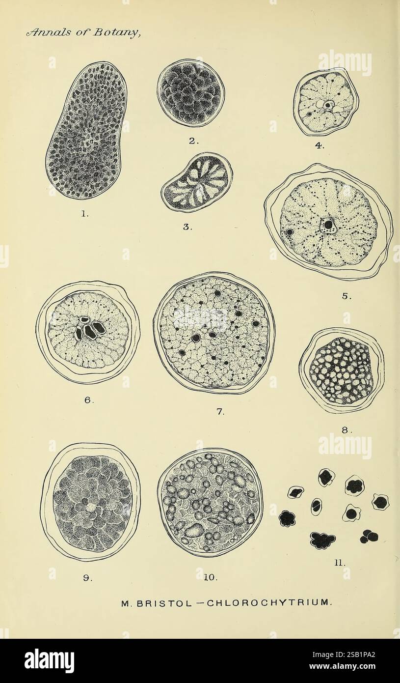 Annals of Botany, London, Botany, periodici, piante, l'illustrazione mostra varie viste microscopiche delle cellule clorofite, in particolare del genere Chlorochytrium, come documentato negli "Annali di Botanica". Presenta una serie di figure numerate, ognuna delle quali rappresenta strutture e disposizioni cellulari distinte. I dettagli includono complessi schemi di pareti cellulari, nuclei e cloroplasti, che illustrano la diversità e la complessità riscontrate nelle cellule vegetali. La disposizione offre un confronto chiaro di dimensioni e forme tra i campioni, evidenziando le caratteristiche uniche di ciascun tipo Foto Stock