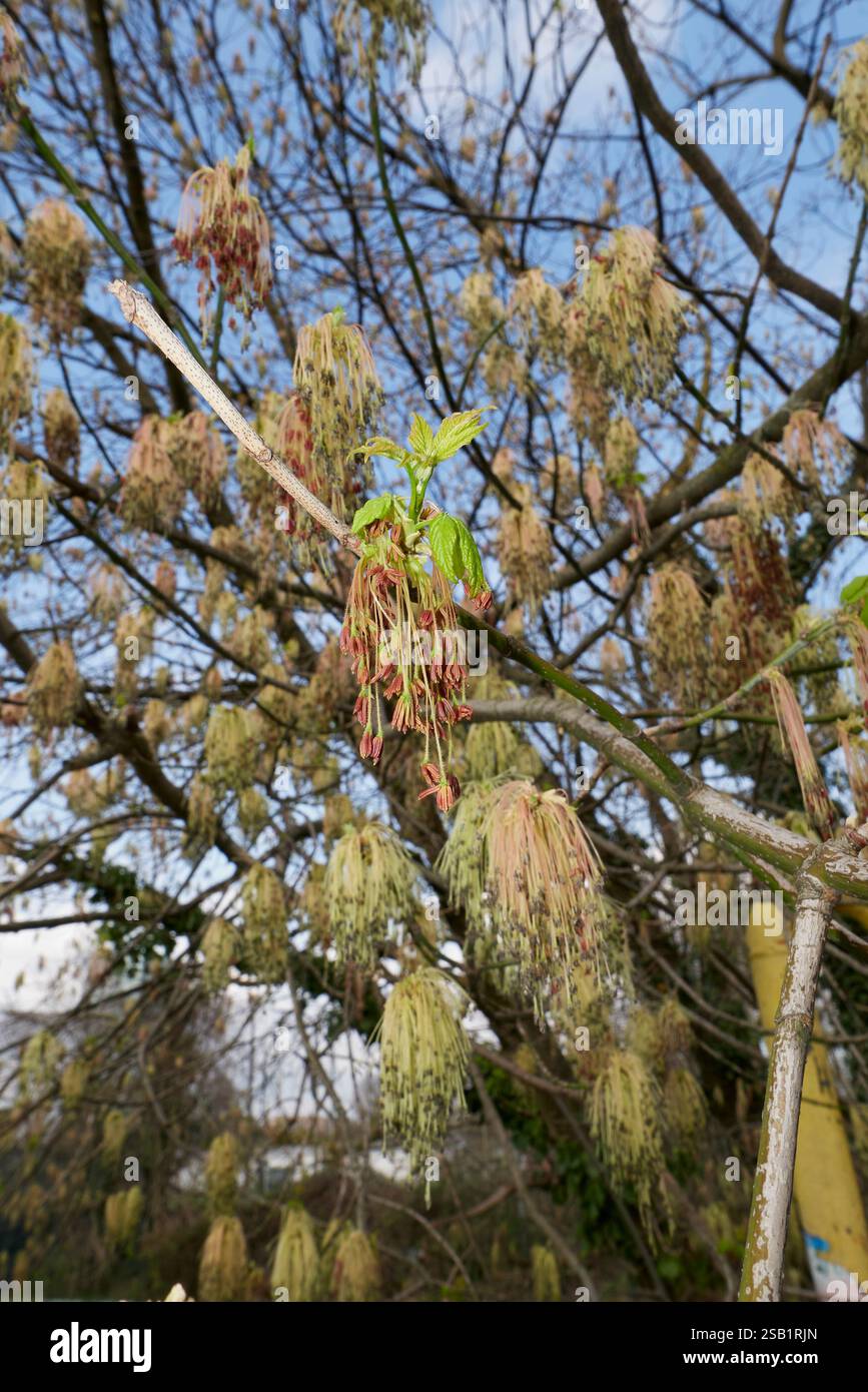 Acer negundo albero in fiore Foto Stock