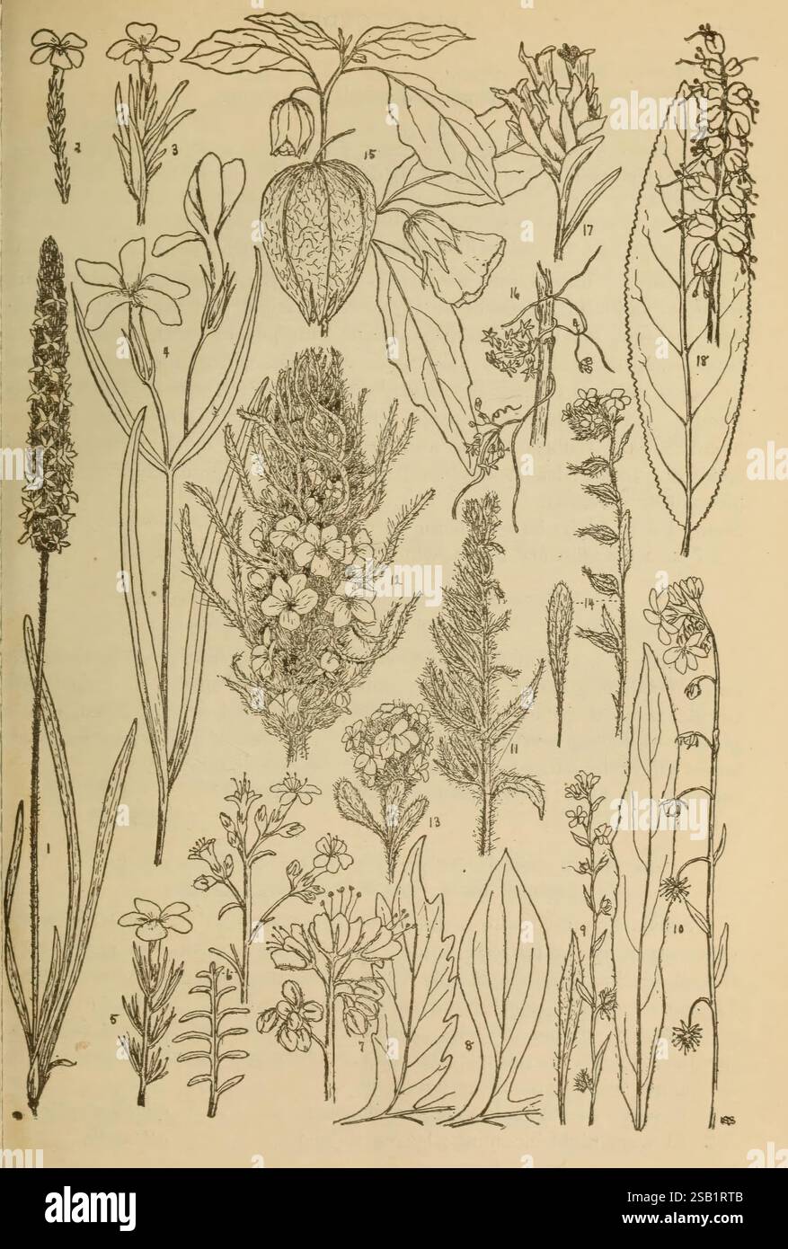 Fiori delle Montagne Rocciose, 1920, c1914, Montagne Rocciose, fiori selvatici, phlox, plantain, waterleaf, borage, patate, Dodder, snapdragon, 1, Plantago purshii Plantain, 2 Phlox bryoides, 3 Phlox kelseyi, 4 Phlox longifolia, 5 Gilia pungens, 6 Gilia pinnatifida, 7 Hydrophyllum fendleri waterleaf, 8 Hydrophyllum capitataum, 9 Lappula texana, 10 Lappula floribunda stickseed, 11 Krynitzkia glomerata, 12 Krynitzkia virgata, 13 Krynitzkia virgata, 14 Krynitzkia pea, kassisececececesecesecesececesecesececececececececesica 15 Physalis lanceolata, 16 Cuscuta cuspidata dodder, 17 Chionophila jamesii, 18 Bessey plantaginea, la mostra Foto Stock