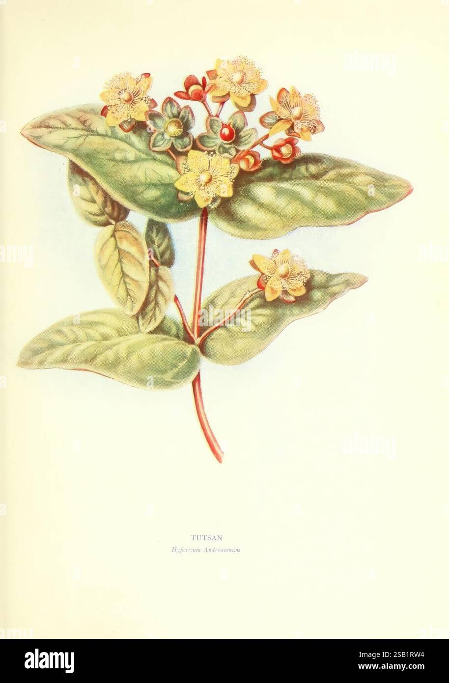 Alberi e arbusti delle Isole britanniche, Londra, Dent, 1909, botanica, gran Bretagna, arbusti, alberi, Un'illustrazione botanica con un gruppo di delicati fiori gialli con intricate strutture di petali e piccoli boccioli verdi. I fiori sono collocati su uno sfondo di grandi foglie verdi lisce che mostrano venature prominenti. Il fogliame è disposto in modo visivamente accattivante, sottolineando la simmetria organica della pianta. L'illustrazione è etichettata come "Tutsan" con il nome scientifico "Hypericum Androsaeum" elegantemente riprodotta sotto di essa, evidenziando la classificazione formale di questa specie. Foto Stock