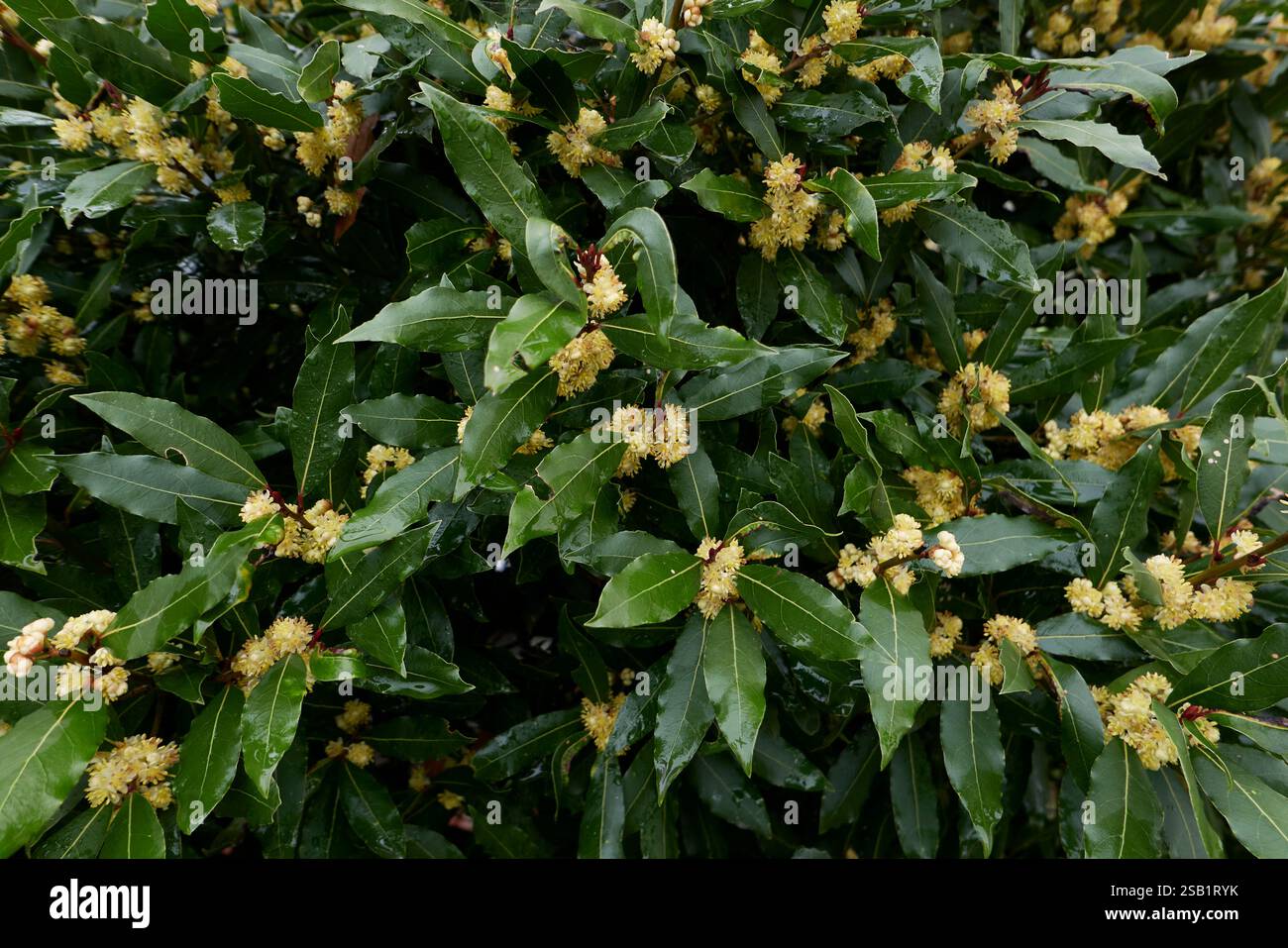 Laurus nobilis inflorescenza gialla Foto Stock