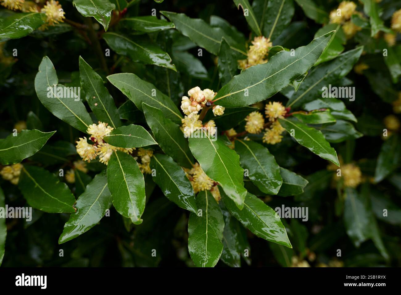 Laurus nobilis inflorescenza gialla Foto Stock