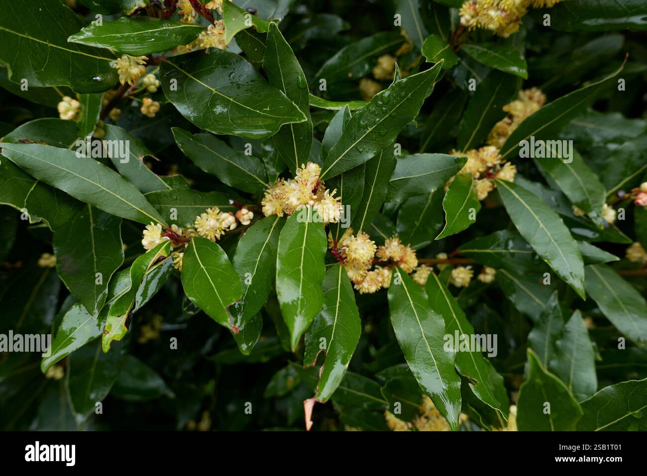 Laurus nobilis inflorescenza gialla Foto Stock