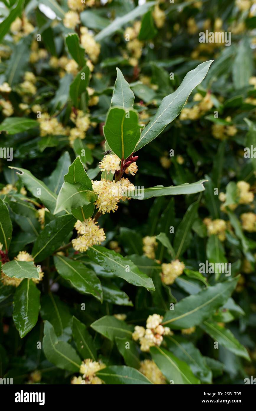 Laurus nobilis inflorescenza gialla Foto Stock