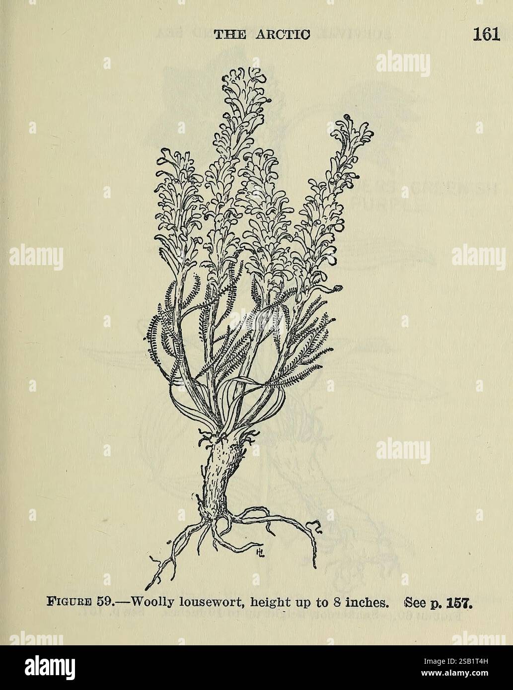 Sopravvivenza su terra e mare Washington Publications Branch Office of Naval Intelligence United States Navy 1944 sopravvivenza alimentare dopo incidenti aerei naufragi ecc. lousewort lanoso, Un'illustrazione dettagliata di una lousewort lanoso, una pianta che in genere raggiunge altezze fino a 8 pollici. Il disegno mette in evidenza la struttura intricata della pianta, mostrando le sue numerose piccole foglie che si estendono dal fusto principale. Le radici sono raffigurate alla base, sottolineando il legame della pianta con il suolo. Questa specie è nota per il suo adattamento agli ambienti artici, dove può prosperare in hars Foto Stock