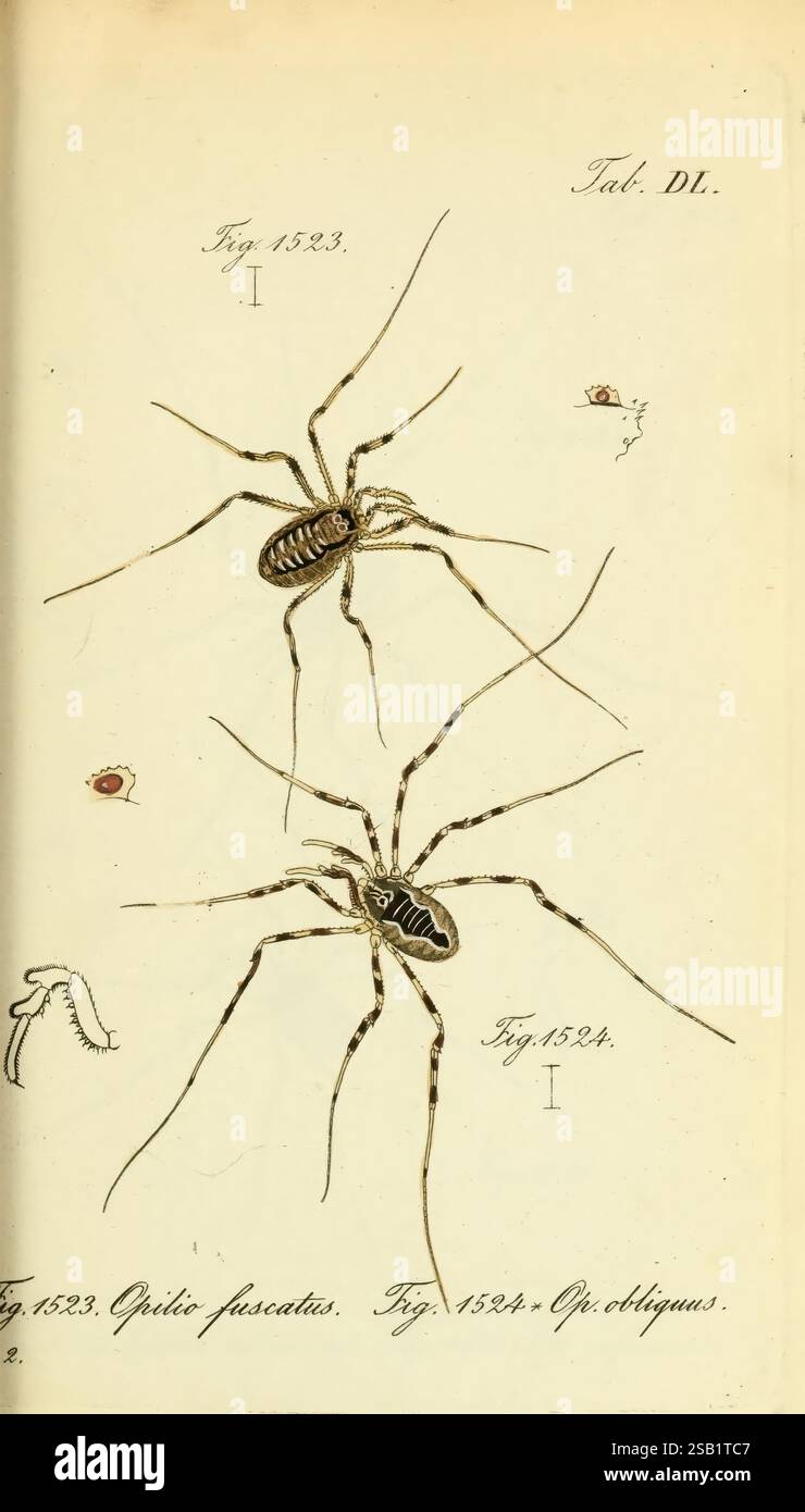Die Arachniden, Nürnberg, in der C. H. Zeh'schen Buchhandlung, 1831-1848, arachnid, Arachnida, l'illustrazione raffigura due specie di ragni, identificati come Fig. 1523 e Fig. 1524, sotto il titolo "scheda". DI." ogni ragno è illustrato con dettagli intricati che mostrano le gambe allungate e i diversi modelli del corpo. Il primo ragno, fig. 1523, sembra avere una forma più sottile, mentre Fig. il modello 1524 è caratterizzato da una carrozzeria più ampia e robusta. Ad accompagnare i ragni sono presenti illustrazioni più piccole che potrebbero rappresentare il loro Web o le relative caratteristiche anatomiche, fornendo un contesto aggiuntivo Foto Stock