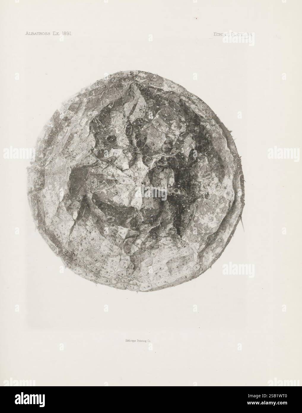 Memorie del Museum of comparative Zoology, all'Harvard College, Cambridge, Massachusetts. Cambridge [Mass.], il Museo, 1876-1940. Zoologia, Museo di Zoologia comparata, ricci di mare, echini, la composizione circolare presenta un disegno astratto caratterizzato da una superficie testurizzata, che mostra intricati motivi e variazioni di ombreggiatura. L'area centrale include forme frammentate che suggeriscono una profondità stratificata, mentre i bordi esterni rivelano una qualità ruvida e organica. Questa opera d'arte invita alla contemplazione e all'interpretazione, evocando temi della natura, delle formazioni geografiche o persino dei corpi celesti, a partire Foto Stock