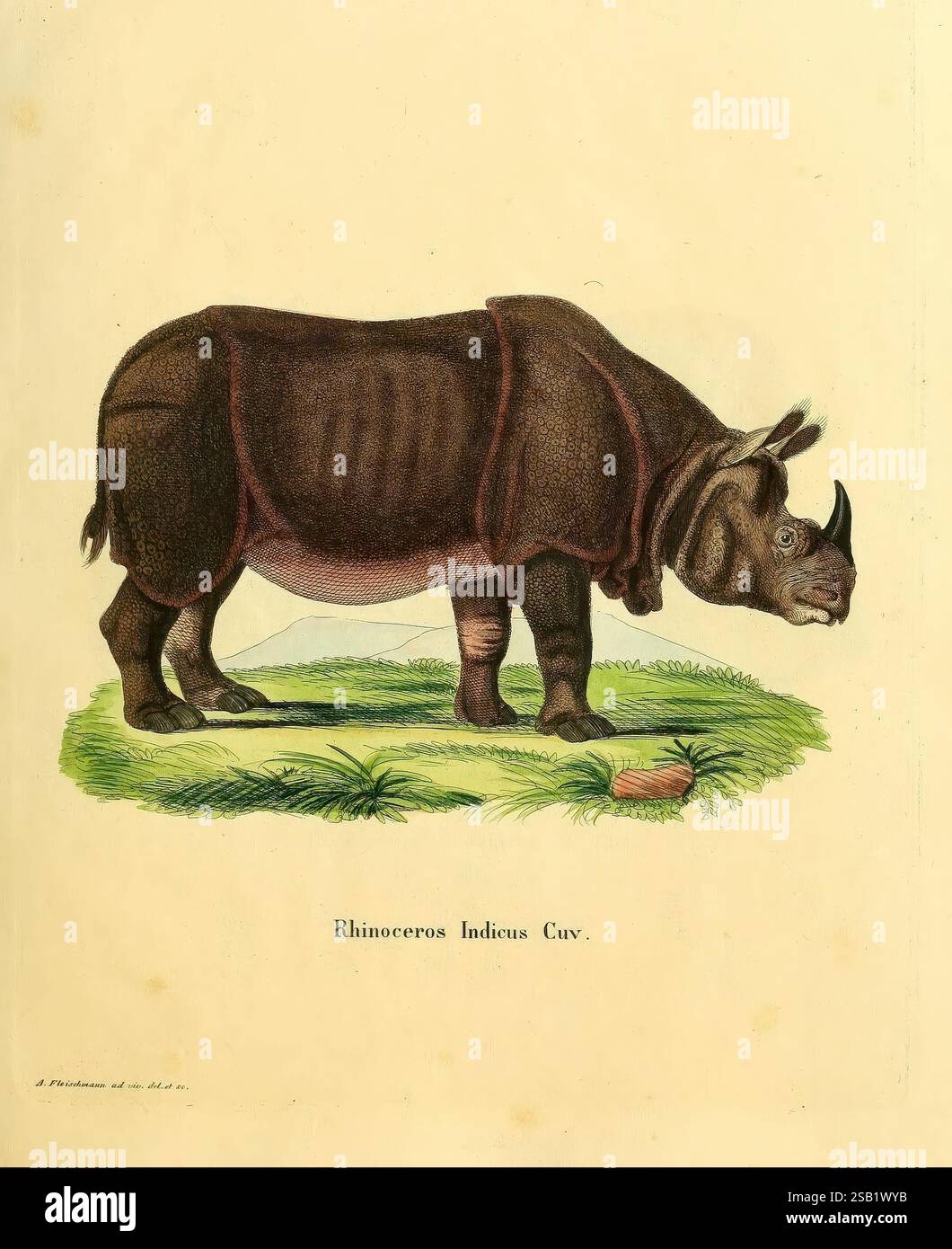 Die Säugthiere in Abbildungen nach der Natur, Erlangen, Expedition des Schreber'schen säugthier- und des Esper'schen Schmetterlingswerkes [etc, 1774]-1846, Rhino, mammiferi, opere pittoriche, rinoceronte indicus, Una rappresentazione di un rinoceronte, in particolare il rinoceronte indiano, che mostra il suo corpo robusto e le caratteristiche distintive. L'animale sta su un lembo d'erba, sottolineando la sua forte statura e le caratteristiche pieghe di pelle. Particolare attenzione è data alla sua struttura corno e facciale, evidenziando i tratti unici di questa specie. L'illustrazione è completata da un bordo ornato e in Foto Stock