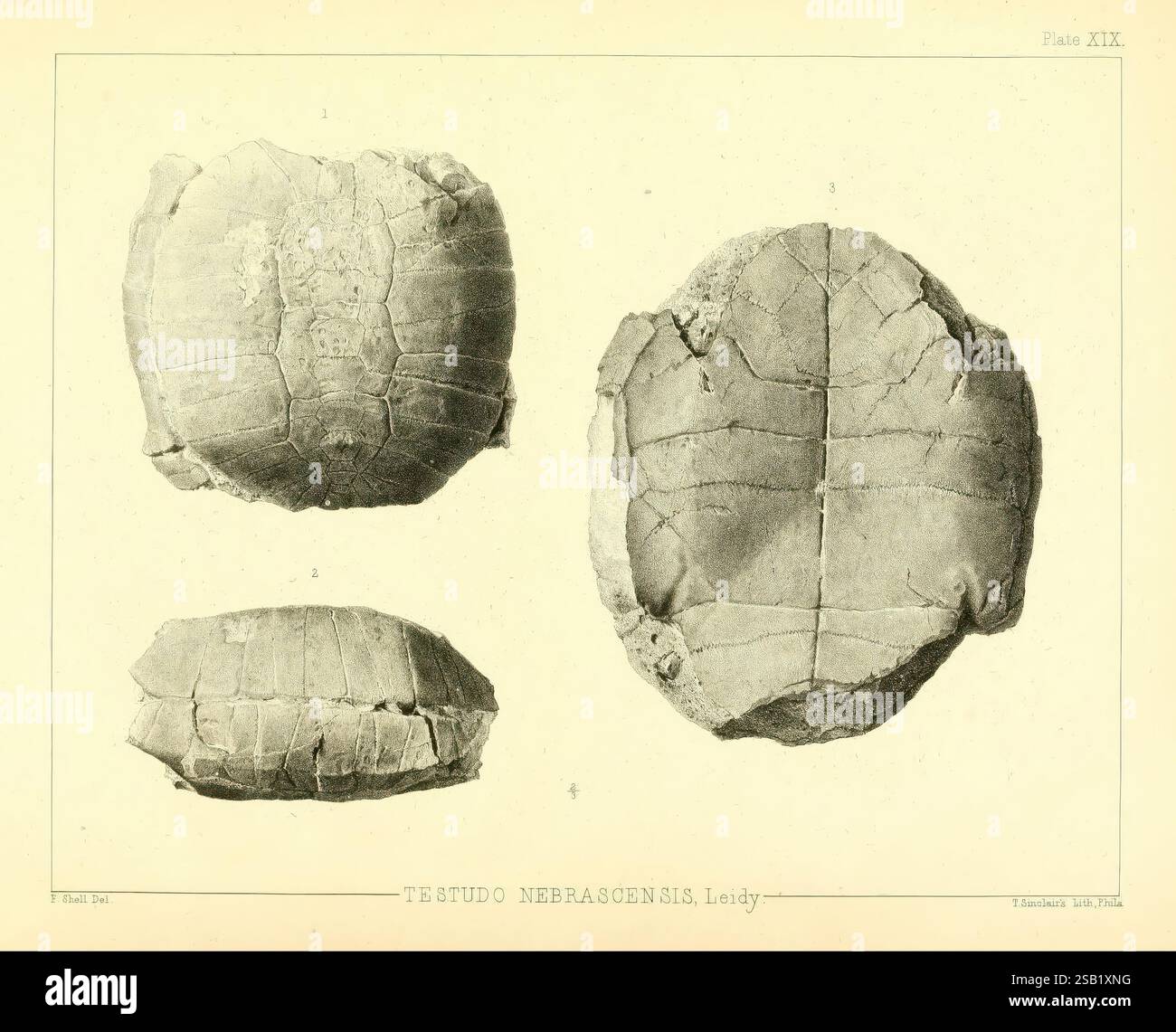 L'antica fauna del Nebraska: Washington, 1853. Nebraska, paleontologia, Stylommys nebrascensis, fossile di mammiferi, genere Chelonia, Testudo nebrascensis, storie fossili, l'illustrazione mostra tre viste distinte di un guscio di tartaruga, offrendo un esame dettagliato della sua superficie e delle caratteristiche strutturali. Ogni vista evidenzia la trama intricata e i motivi caratteristici dello shell, comprese le linee e le creste visibili che ne definiscono l'anatomia. L'orientamento delle conchiglie varia, fornendo un'idea della curvatura e della forma tipiche dell'involucro protettivo di questo rettile. Questa rappresentazione serve Foto Stock