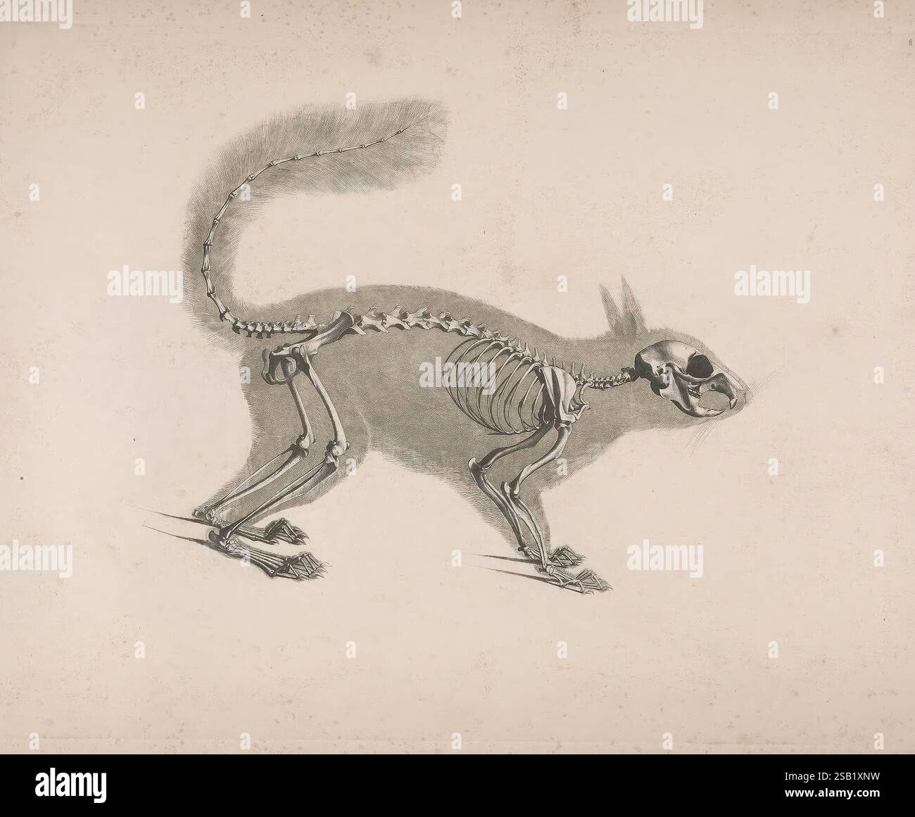 Die vergleichende Osteologie Bonn in Commission bei Eduard Weber 1821-1838 Skeleton comparative Anatomy, Un'illustrazione anatomica dettagliata di un gatto in profilo, che mostra la sua struttura scheletrica. Il disegno evidenzia le caratteristiche distintive delle ossa del gatto, tra cui il cranio, le vertebre, la gabbia toracica e le ossa degli arti, ciascuno etichettato per maggiore chiarezza. La postura del gatto è raffigurata in una posizione naturale, sottolineando l'allineamento e l'articolazione degli arti. L'illustrazione funge da riferimento per la comprensione dell'anatomia felina e della relazione tra il suo sistema scheletrico e il mo complessivo Foto Stock