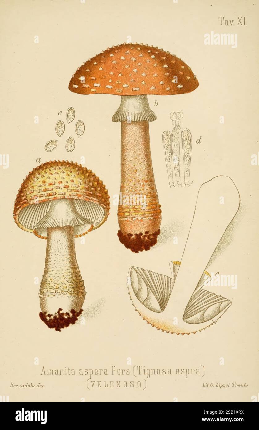 L'illustrazione raffigura l'Amanita aspera, comunemente noto come fungo mortale a stelo grezzo. Offre viste multiple del fungo, tra cui il caratteristico cappuccio, stelo e branchie. Il cappuccio è raffigurato con una superficie ruvida adornata da scale prominenti che ne mostrano la caratteristica rugosità. Lo stelo appare robusto ed è impreziosito da una varietà di texture cromatiche. Inoltre, le illustrazioni delle spore e delle sezioni trasversali evidenziano i dettagli essenziali della sua struttura biologica. Le annotazioni e le etichette accompagnano le immagini, fornendo riferimenti scientifici e approfondimenti educativi Foto Stock