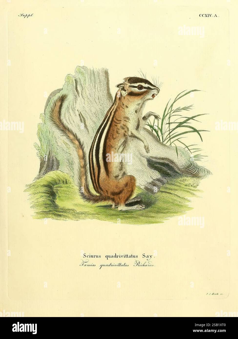 Die Säugetiere in Abbildungen nach der Natur Erlangen Expedition des Schreber'schen Säugetier- und des Esper'schen Schmetterlingswerkes [etc, 1774]-1846. Mammiferi opere pittoriche, Un'illustrazione dettagliata di un chipmunk di medie dimensioni, caratterizzato dalla sua caratteristica schiena a righe e dalla coda cespugliosa. La creatura è raffigurata in una posa naturalistica, in piedi sulle zampe posteriori accanto a un ceppo d'albero strutturato, con delicate lame d'erba sullo sfondo. L'opera è etichettata con il nome scientifico "Sciurus quadrivittatus Say", che indica la sua classificazione, ed è probabilmente parte di una collezione che mostra N Foto Stock