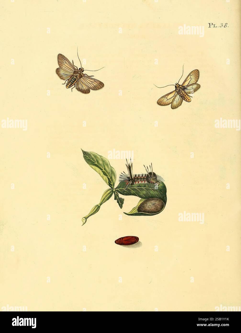 Surinaamsche vlinders d.1-3. Amsterdam, J.C. Sepp en zoon, [1848-1852], farfalle, lepidotteri, opere pittoriche, Suriname, Una composizione accattivante con due falene che si innalzano graziosamente sopra una pianta che si fonde con una creatura fantasiosa. La creatura è raffigurata con elementi sia di flora che di fauna, mostrando un corpo verde che si trasforma senza soluzione di continuità in foglie. Sotto, un seme poggia su uno sfondo pallido, suggerendo una connessione naturale tra crescita e trasformazione. Le falene mostrano ali delicate con motivi intricati, che simboleggiano la bellezza della natura e l'interazione tra loro Foto Stock