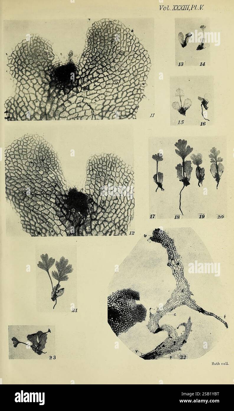 Annals of Botany, Londra, botanica, periodici, piante, una raccolta di dettagliate illustrazioni scientifiche che mostrano varie strutture di liverwort e altri briofiti. Le immagini raffigurano schemi e texture intricati di strutture cellulari vegetali, evidenziandone la morfologia unica. Diverse aree marcate indicano diverse parti dei campioni, compresi gli attacchi rizoidi e le forme gametofite, fornendo preziose informazioni sull'anatomia di queste piante non vascolari. Ogni illustrazione è meticolosamente rappresentata, offrendo un chiaro esame dell'organizzazione cellulare e della forma di crescita Foto Stock