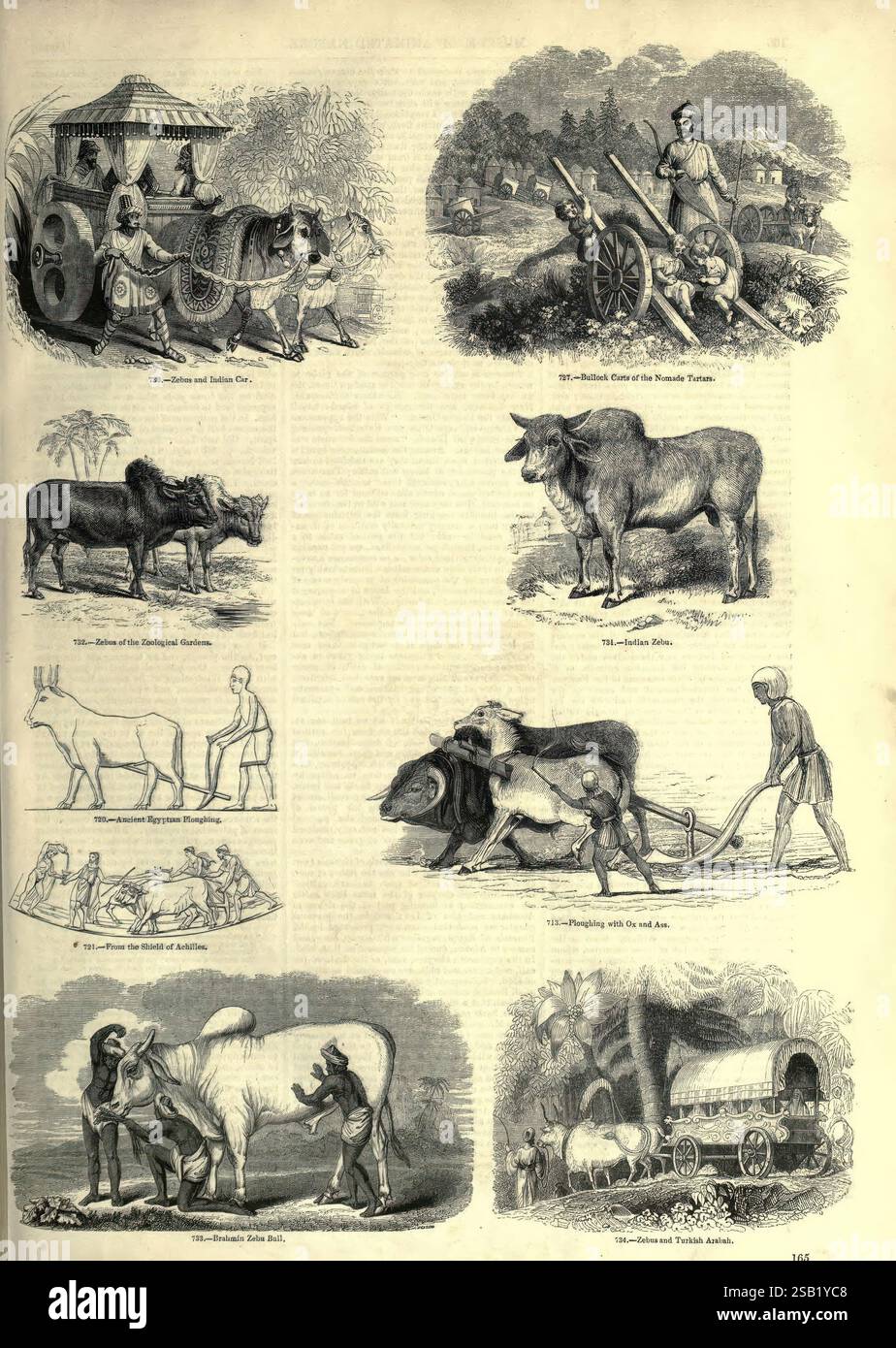 Il museo pittorico di natura animata Londra, C. Cox, [1844?], opere pittoriche, zoologia, university, Toronto, Libraries, St. Michael's, la scena mostra varie pratiche agricole e di trasporto, evidenziando l'interazione tra esseri umani e bestiame in un ambiente rurale. In alto a sinistra, un paio di buoi sono imbracati su un carro, guidato da un uomo, che mostra i metodi tradizionali di trasporto. Nelle vicinanze, si vedono individui impegnati in attività agricole; uno è arare i campi utilizzando un aratro trainato da buoi. Al centro è raffigurata un'altra coppia di buoi, probabilmente usata per un tipo diverso Foto Stock
