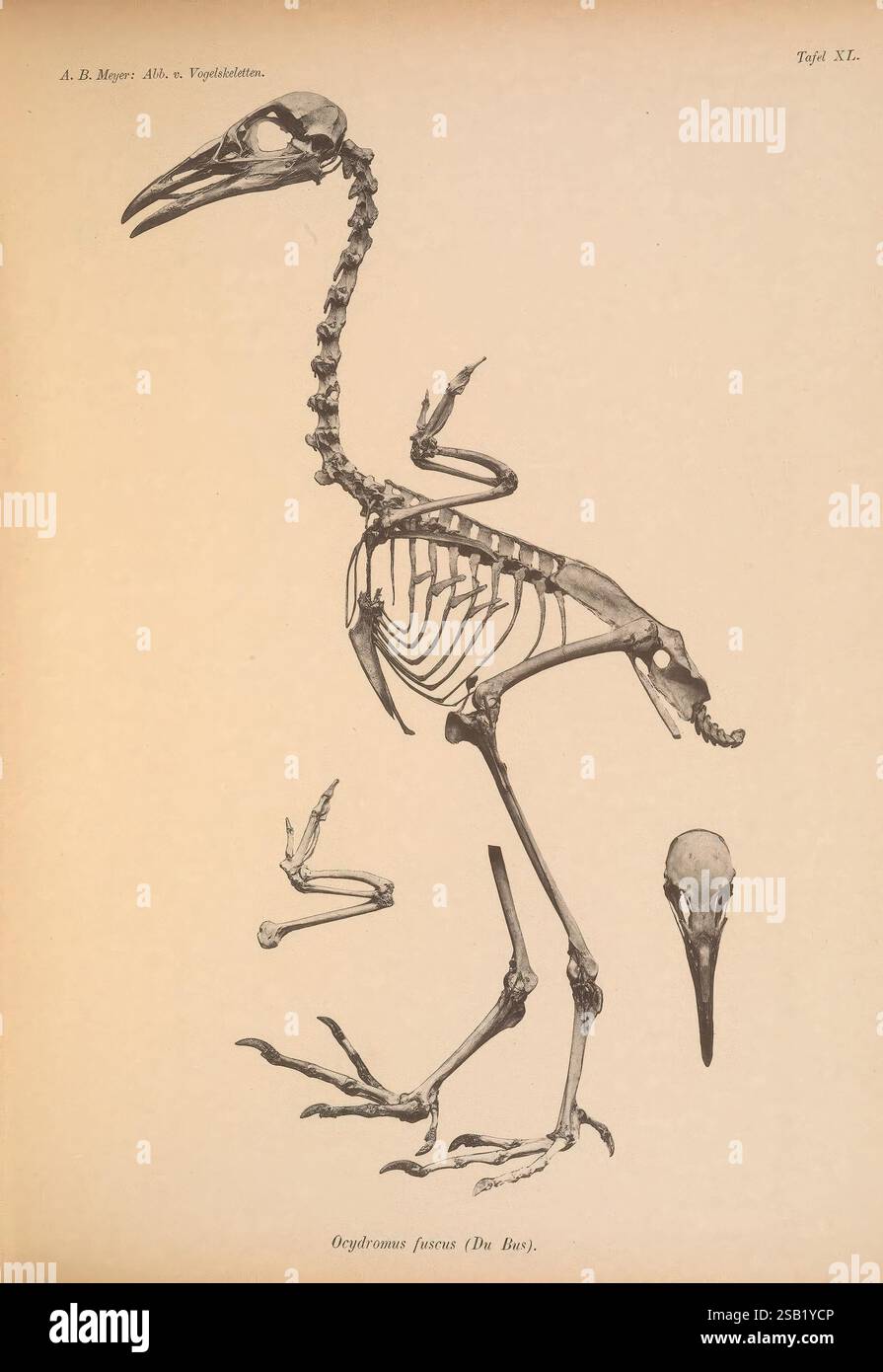Abbildungen von Vogel-Skeletten, Berlino, 1879-1897, uccelli, anatomia, un'illustrazione dettagliata di uno scheletro di uccello, che mostra la struttura anatomica della specie Ogrulumus fuscus (comunemente nota come la rotaia di legno scuro). Lo scheletro è posizionato in posizione eretta, evidenziando il collo allungato, gli arti sottili e il becco appuntito caratteristico di questo uccello. Intorno alla figura principale dello scheletro si trovano viste aggiuntive delle ali e del cranio, che forniscono ulteriori informazioni sulla morfologia dell'uccello. L'attenta disposizione enfatizza le intricate connessioni delle ossa, illustratina Foto Stock