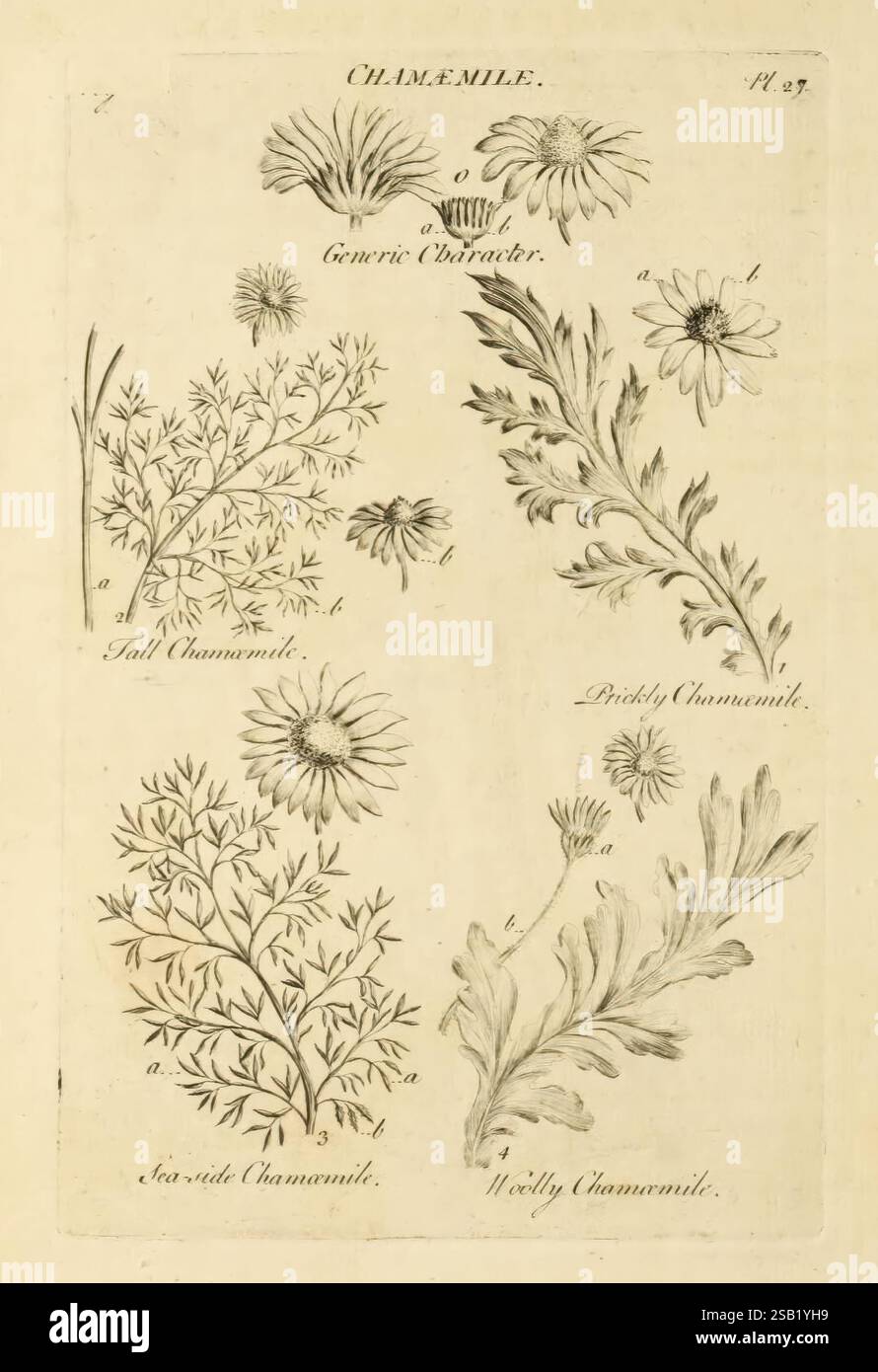Il sistema vegetale, Londra, 1759-1763, botanica, opere pittoriche, l'illustrazione presenta una disposizione di varie piante di camomilla, ciascuna etichettata con identificatori distinti. Il design presenta tre tipi di camomilla: "Camomilla alta", "camomilla Prickly" e "camomilla lato mare", che offrono uno studio botanico dettagliato. Le linee delicate e i dettagli intricati evidenziano le caratteristiche uniche di ogni pianta, comprese le strutture floreali e fogliame, sottolineando la bellezza naturale e la diversità che si trovano all'interno della famiglia della camomilla. Il layout è metodico e presenta un chiaro ed educ Foto Stock