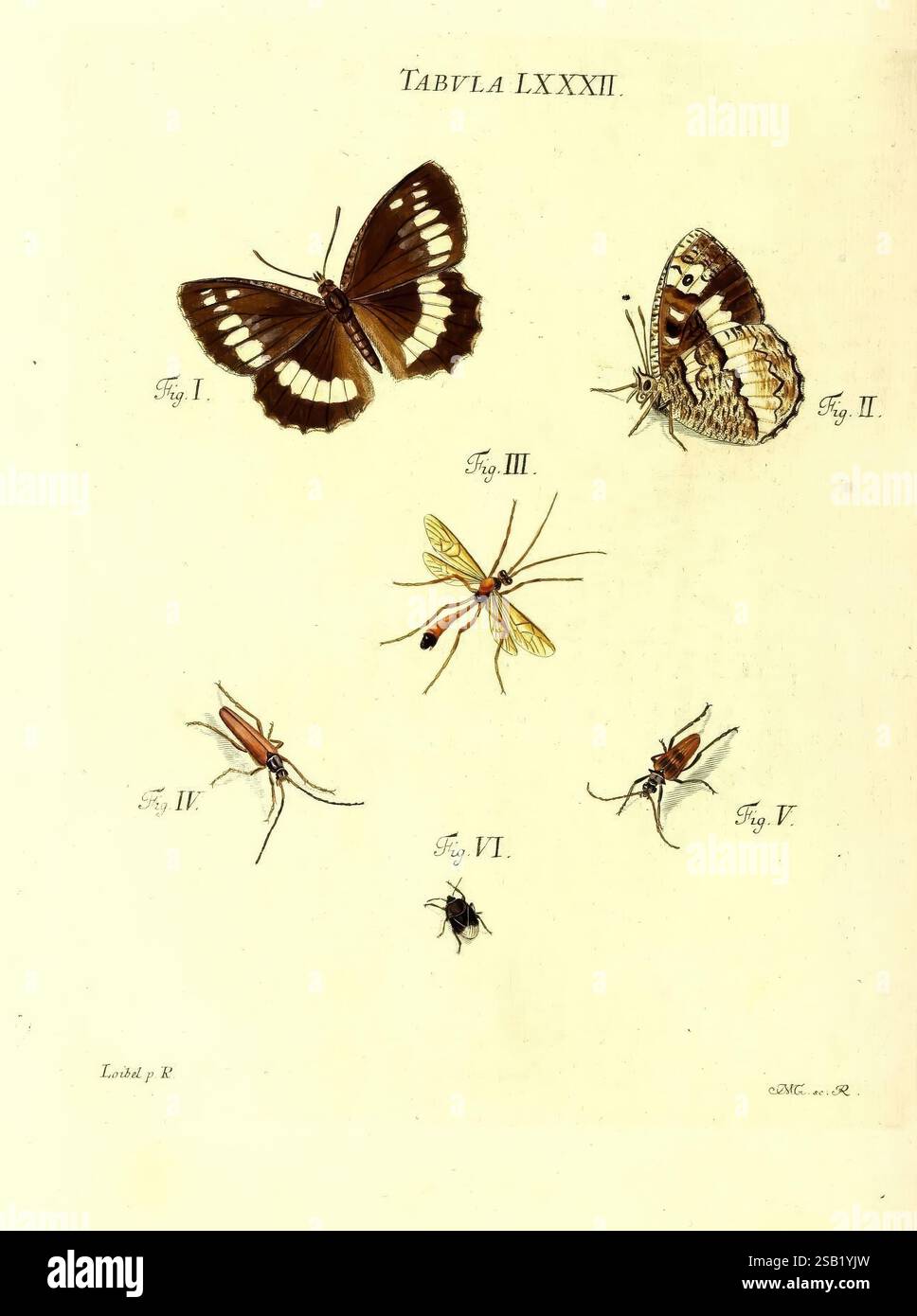 Iacobi Christiani Schaefferi s.s. theologiae et philosophiae doctoris Icones insectorum circa Ratisbonam indigenorum Ratisbonae Typis Breitfeldianis MDCCLXXIX [1766-1779] Germania insetti opere pittoriche Ratisbona, l'illustrazione presenta una collezione di vari insetti e una farfalla, sistemati con cura per scopi educativi. Nella parte superiore sono raffigurate due farfalle: Una è notevole per i suoi motivi suggestivi, con ali scure accentuate da marcature vivaci, mentre l'altra presenta un design più silenzioso ma complesso. Sotto, vengono mostrati insetti più piccoli, tra cui una cre sottile e allungata Foto Stock