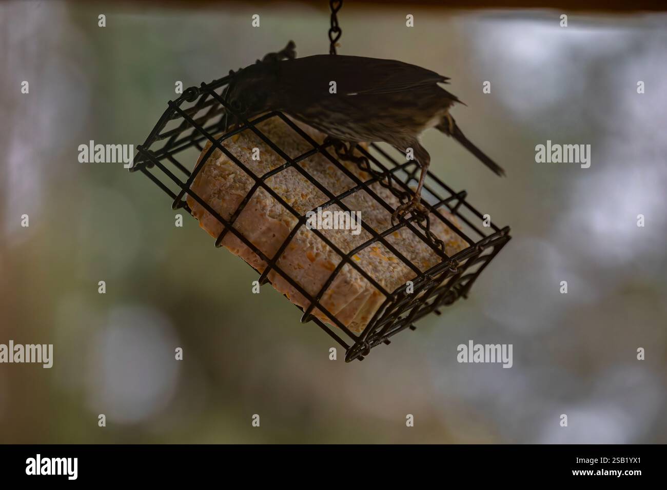 WA28100-00....WASHINGTON - uccello su un alimentatore di suet. Foto Stock