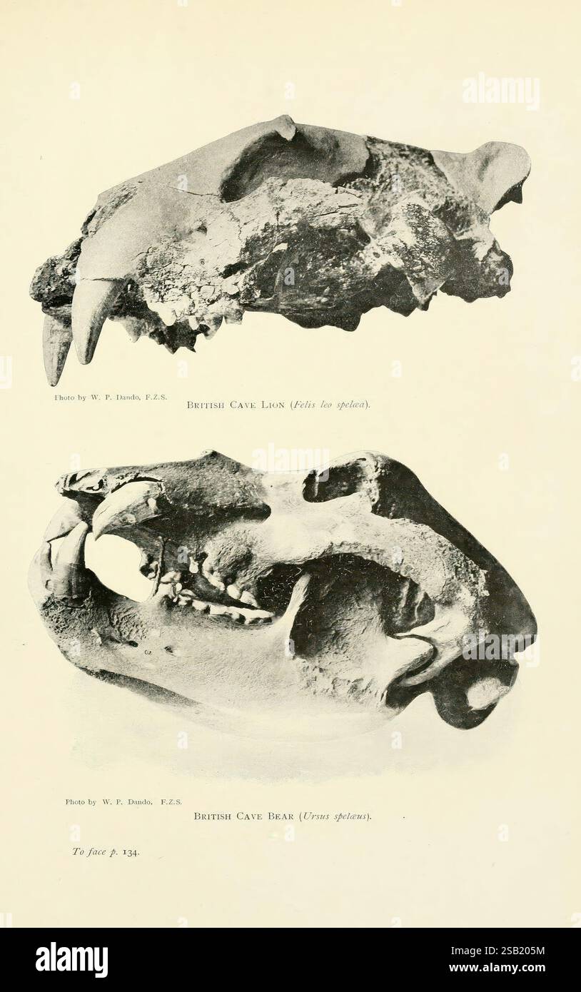 Mammalsby inglese, Sir Harry Johnston. Londra, Hutchinson, 1903, Bear, Gran Bretagna, fossili, leoni, mammiferi, orsi di grotta, leoni di grotta, Ursus spelaeus, leone europeo delle caverne, Panthera leo spelaea, storie fossili, l'immagine presenta un confronto dettagliato dei teschi di due specie preistoriche: il leone britannico delle caverne (*Felis spelaea*) in alto e l'orso britannico delle caverne (*Ursus spelaeus*) in basso. Il cranio del leone della grotta mostra il muso allungato e i denti canini pronunciati, indicativi della sua natura predatoria. Al contrario, il cranio dell'orso della grotta presenta una struttura più ampia con una robusta ganascia fe Foto Stock