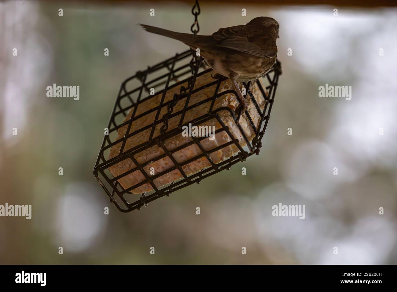 WA28101-00....WASHINGTON - uccello su un alimentatore di suet. Foto Stock