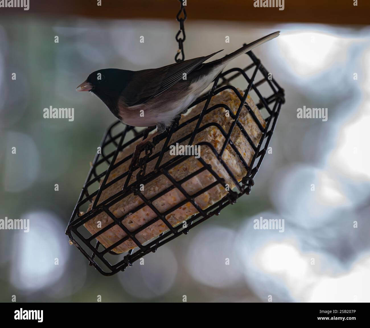 WA28102-00...WASHINGTON - uccello con semi in bocca da un blocco di suet. Foto Stock