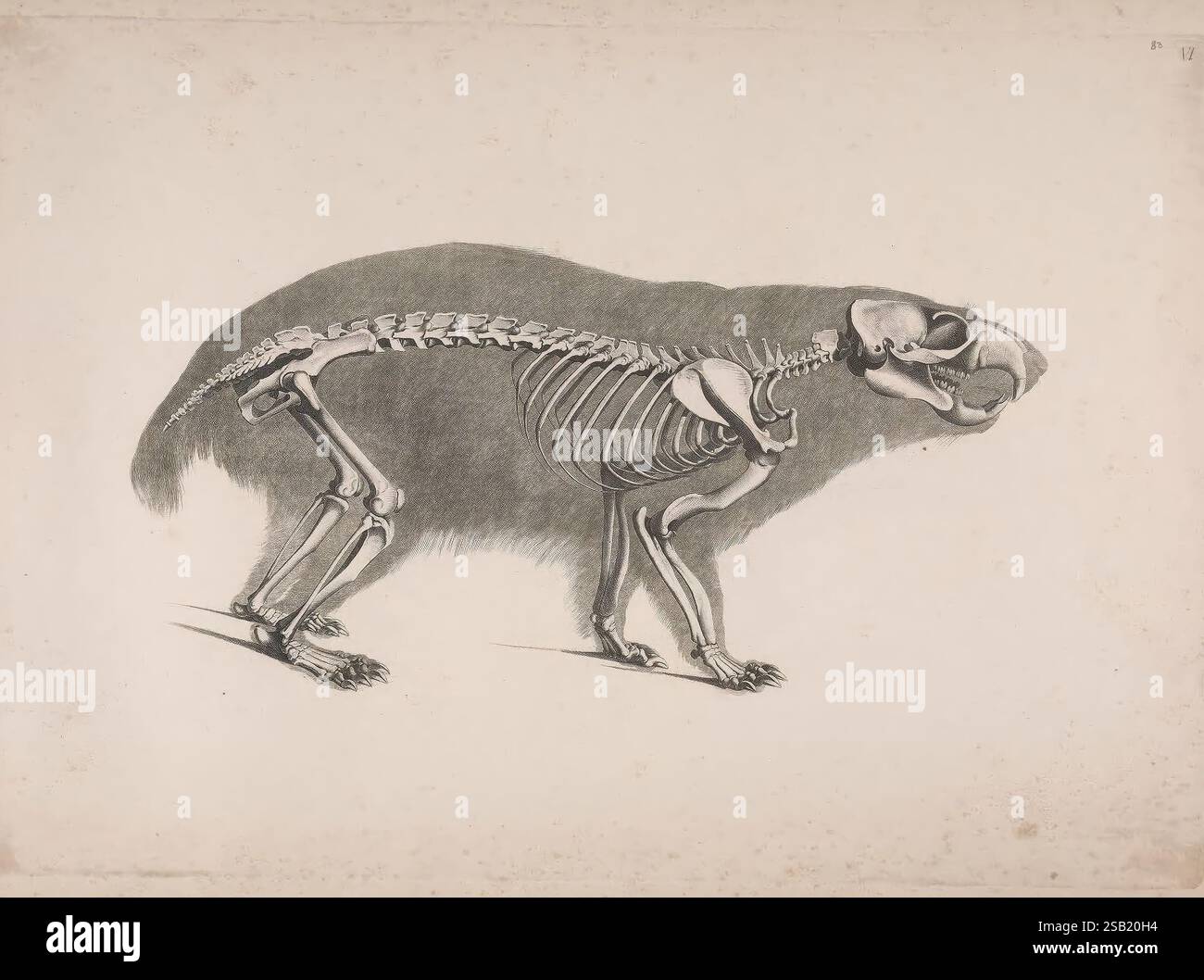 Una rappresentazione illustrata di uno scheletro canino di profilo, che mostra l'intricata struttura di ossa e articolazioni. L'anatomia scheletrica viene presentata in dettaglio, evidenziando la colonna vertebrale, la gabbia toracica, il cranio e gli arti. Intorno alle ossa c'è un contorno testurizzato di pelliccia, che suggerisce la forma naturale della creatura. Il contrasto tra il sistema scheletrico e la pelliccia enfatizza la relazione tra l'essere vivente e la sua anatomia sottostante, creando un riferimento visivo informativo per gli studi in biologia o scienza veterinaria. L'illustrazione cattura sia l'eleganza che la complessità dello scheletro Foto Stock