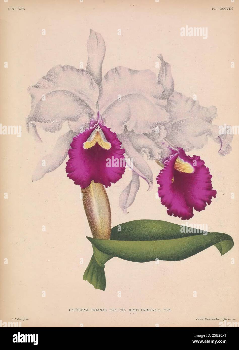 Lindenia Gand [Belgio], impr. F. Meyer-van Loo, 1885-1906. Guide di classificazione nomenclatura di identificazione nomenclatura, Orchidaceae Orchids opere pittoriche terminologia fiori steli foglie Foto Stock