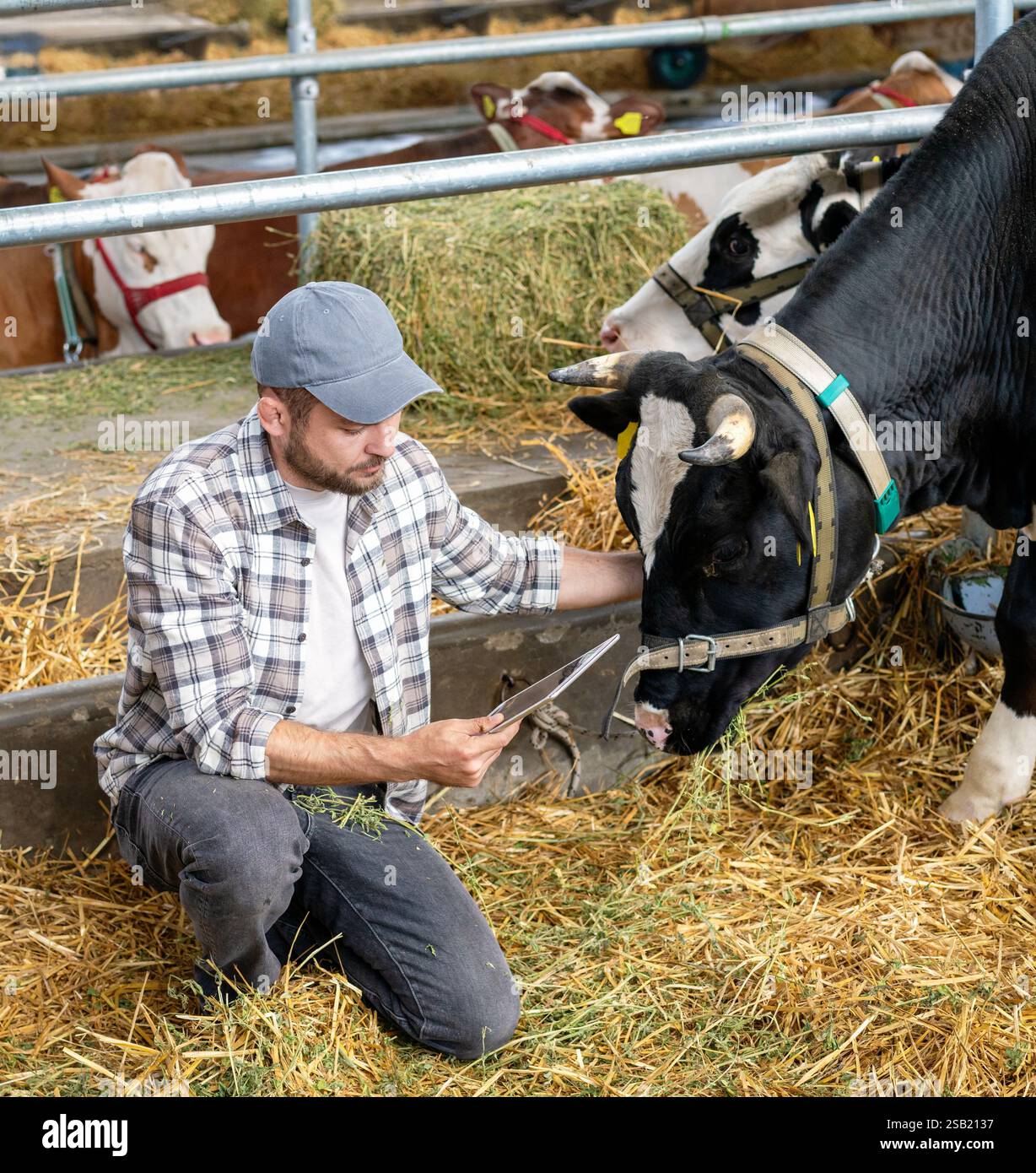 Giovane agricoltore adulto maschio con tablet digitale che ispeziona le mucche all'interno del fienile dell'allevamento di bestiame. Foto Stock