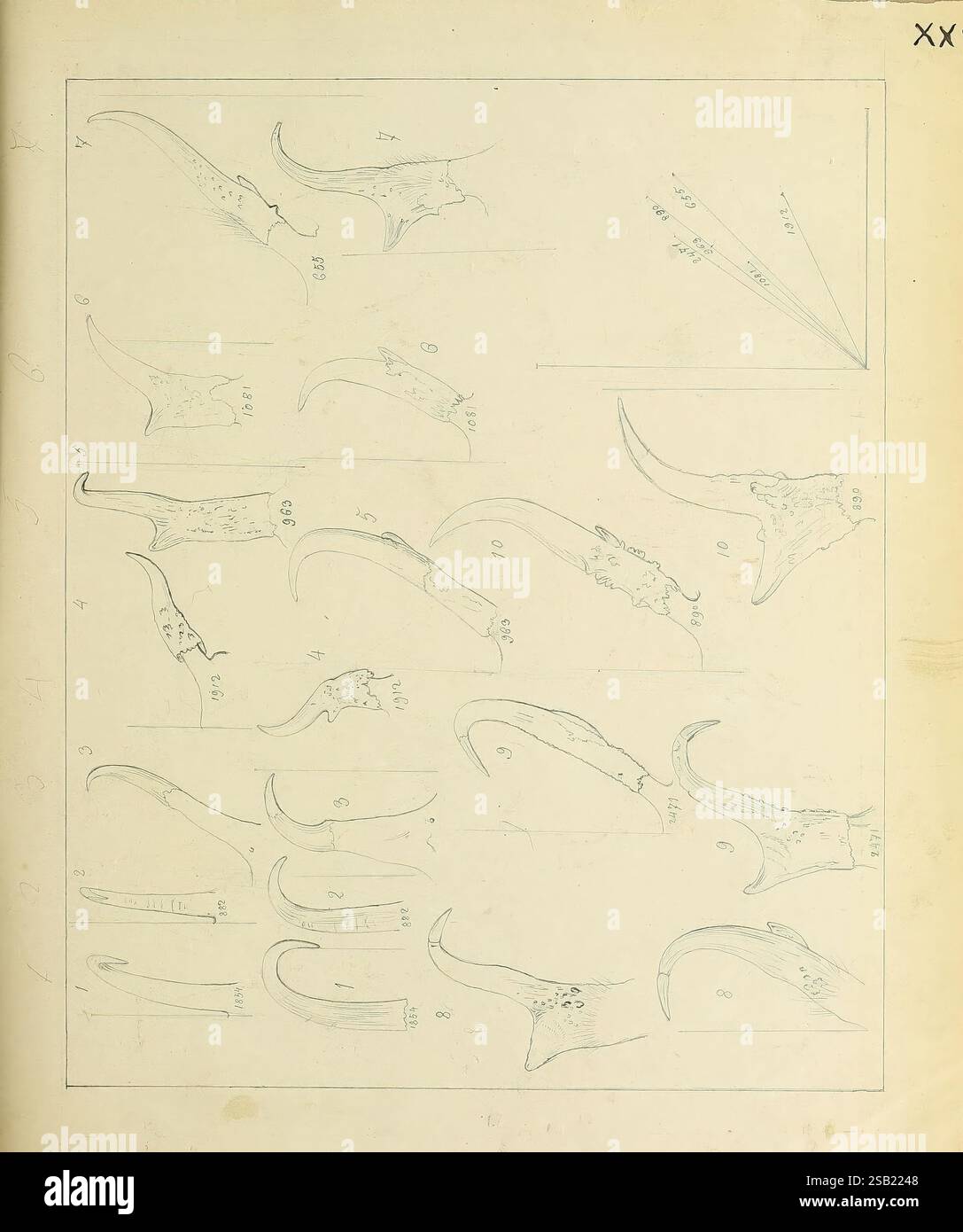 Catalogo, mammiferi nordamericani, con disegni e prove, di lastre, [1856?], mammiferi, storia naturale, Nord America, opere pittoriche, Antilocapra americana, antilope, Capella rupicapra, camoscio, l'illustrazione presenta una raccolta di disegni di linee intricati che mostrano vari tipi di lame curve o utensili, ciascuno etichettato con annotazioni numeriche per l'identificazione. I progetti evidenziano forme e dimensioni diverse, sottolineando le curve e i punti unici di ogni elemento. La disposizione consente uno studio comparativo, fornendo informazioni sulla maestria e la funzionalità di queste curve Foto Stock