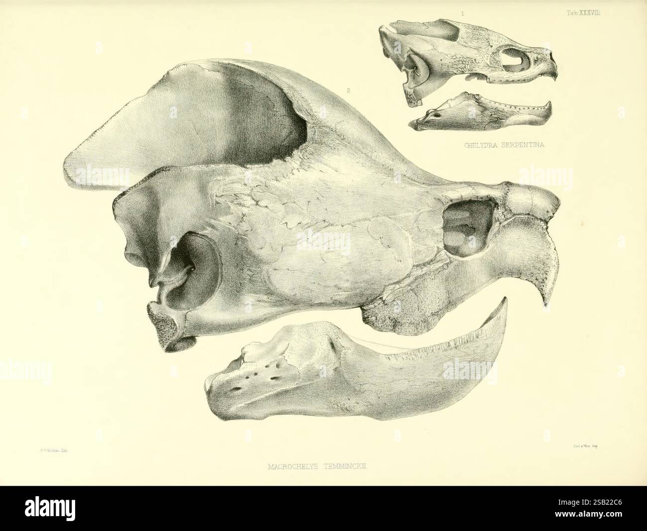 Catalogo di rettili a scudo nella collezione del British Museum di Londra stampato per ordine dei fiduciari 1855-1872 Inghilterra Londra tartarughe rettili coccodrilli Testudinidae Amphisbaenia Chelonia genus, Una collezione di disegni anatomici dettagliati che mostrano varie vedute dei teschi di balena. Le illustrazioni evidenziano le intricate strutture ossee, tra cui la forma curva del cranio e le caratteristiche allungate che indicano gli adattamenti del cetaceo. Le immagini sottolineano le caratteristiche scheletriche uniche che supportano lo stile di vita acquatico della specie, con chiare rappresentazioni del passaggio nasale Foto Stock