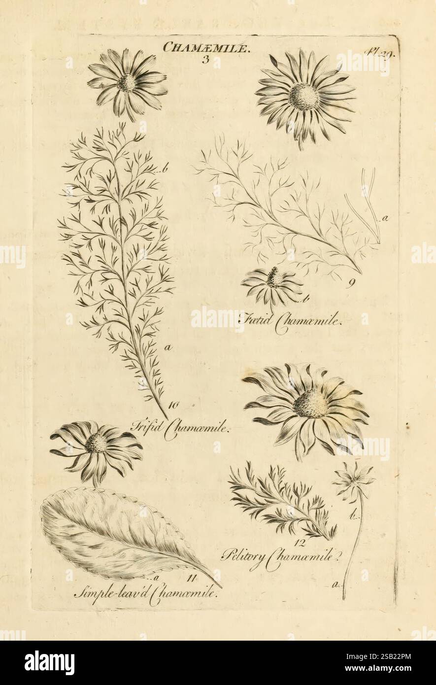 Il sistema vegetale, Londra, 1759-1763, botanica, opere pittoriche, l'illustrazione mostra vari tipi di piante di camomilla, etichettate con lettere distinte per indicare parti o varietà diverse. In cima, ci sono raffigurazioni di camomilla fiorita, caratterizzata dal loro aspetto a margherita. Di seguito, i dettagli intricati del fogliame mostrano foglie allungate e piume associate alla camomilla. Ogni disegno è meticolosamente realizzato, sottolineando la delicata struttura delle piante. Questa dettagliata rappresentazione botanica serve sia a scopo educativo che estetico, mettendo in risalto il Foto Stock