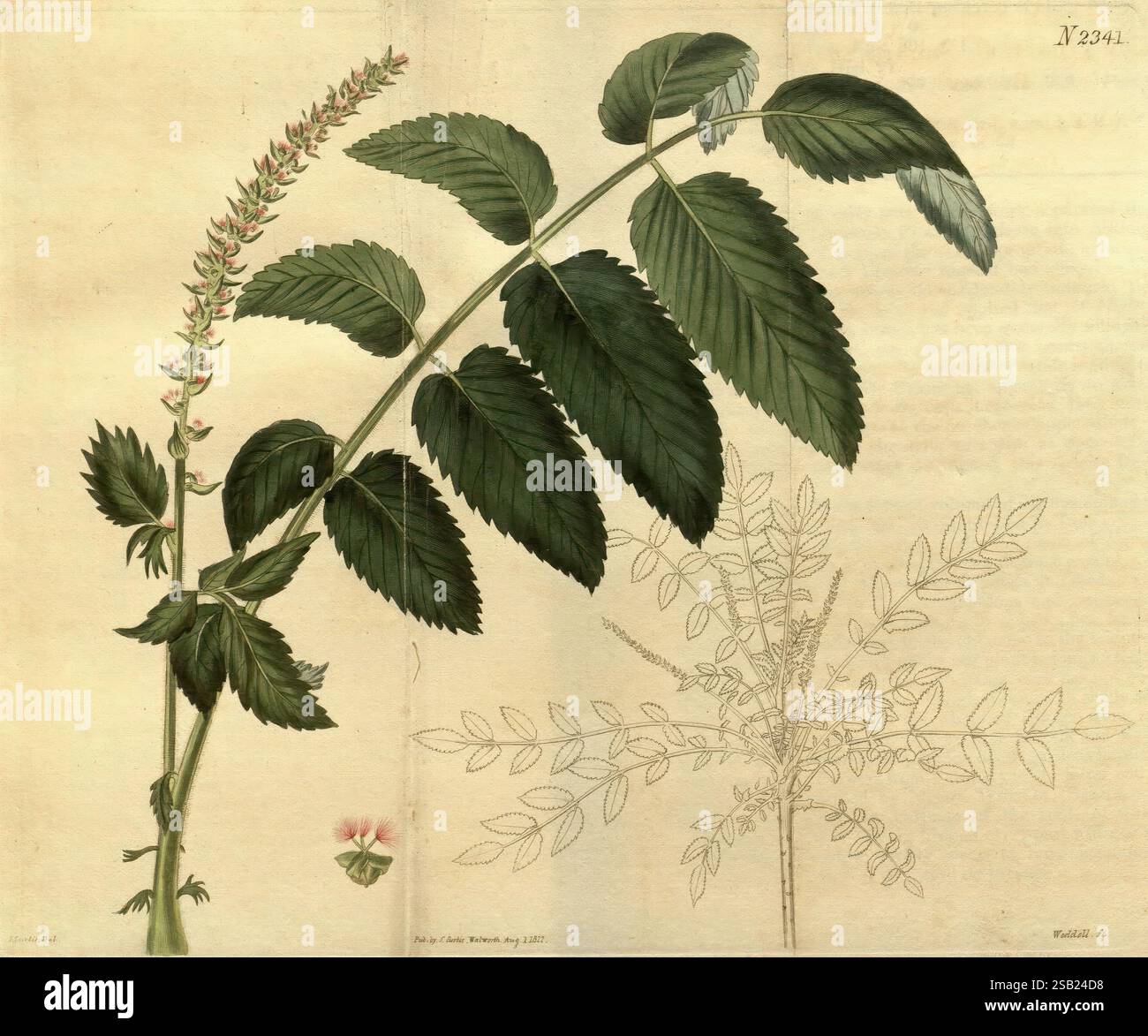 Rivista botanica di Curtis, Londra, New York, illustrazione botanica, botanica, periodici, opere pittoriche, piante ornamentali, Curtis, questa illustrazione presenta una dettagliata rappresentazione botanica di una pianta con ampie foglie seghettate e un picco fiorito. Il lato sinistro presenta un vivace stelo verde con caratteri allungati, che enfatizza gli intricati motivi venosi. Un fiore con rendering più piccolo, visualizzato in basso, suggerisce le caratteristiche riproduttive della pianta. A destra, un contorno di una pianta correlata mostra il fogliame e la struttura complessiva, migliorando il confronto tra le specie. Foto Stock