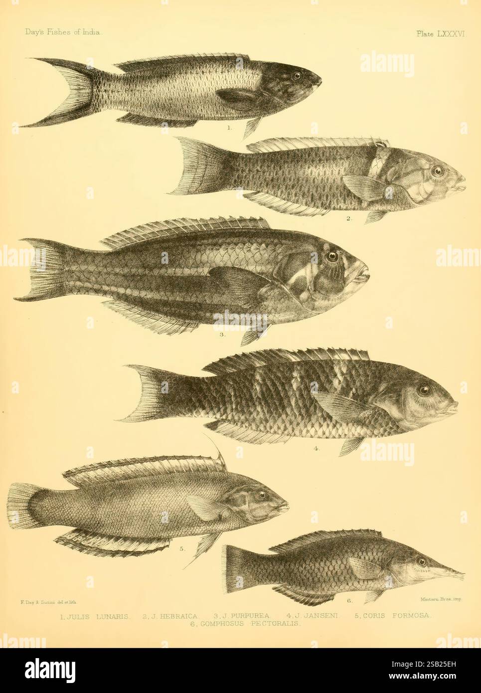I pesci dell’India, [1875]-1878, India, Birmania, Oceano Indiano, Sri Lanka, pesci, pesci marini, Bengala Bay of Foto Stock