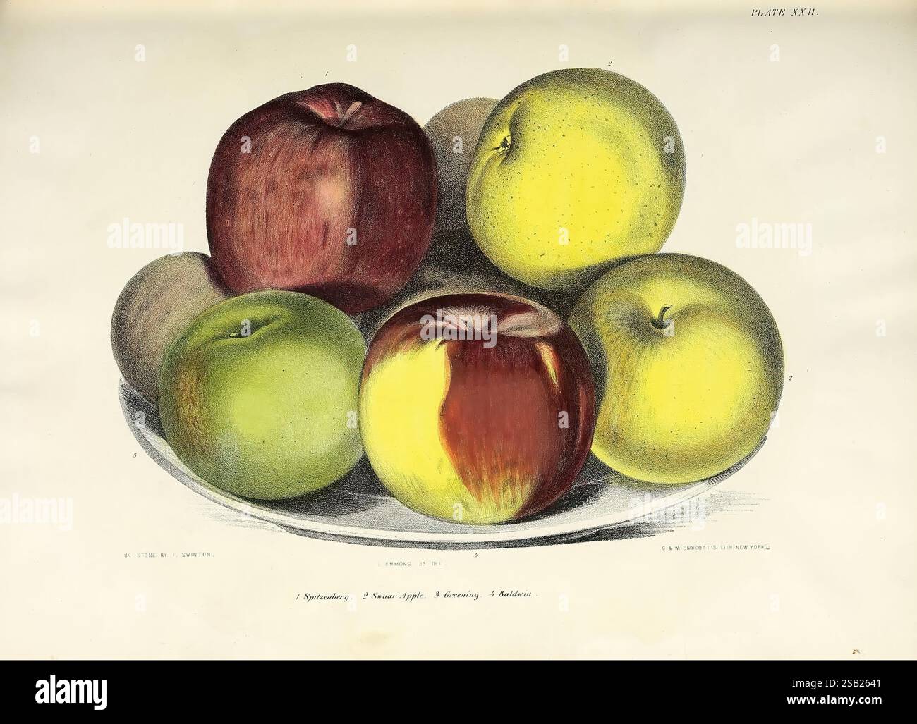 Storia naturale di New York Albany, 1842-1894, agricoltura, botanica, geologia, storia naturale, stato di New York, paleontologia, zoologia, frutta, piante, Una vivace disposizione di sei mele, con un mix di colori e varietà. Le mele includono tre mele gialle, che mostrano una superficie liscia con un pizzico di macchie, e tre mele rosse, caratterizzate dal loro esterno lucido e dalle sfumature profonde. Una delle mele rosse ha un'impressionante miscela di rosso e giallo, che aggiunge interesse visivo alla composizione. Sono disposti in modo ordinato in una curva delicata, enfatizzando le loro forme e consistenza naturali Foto Stock