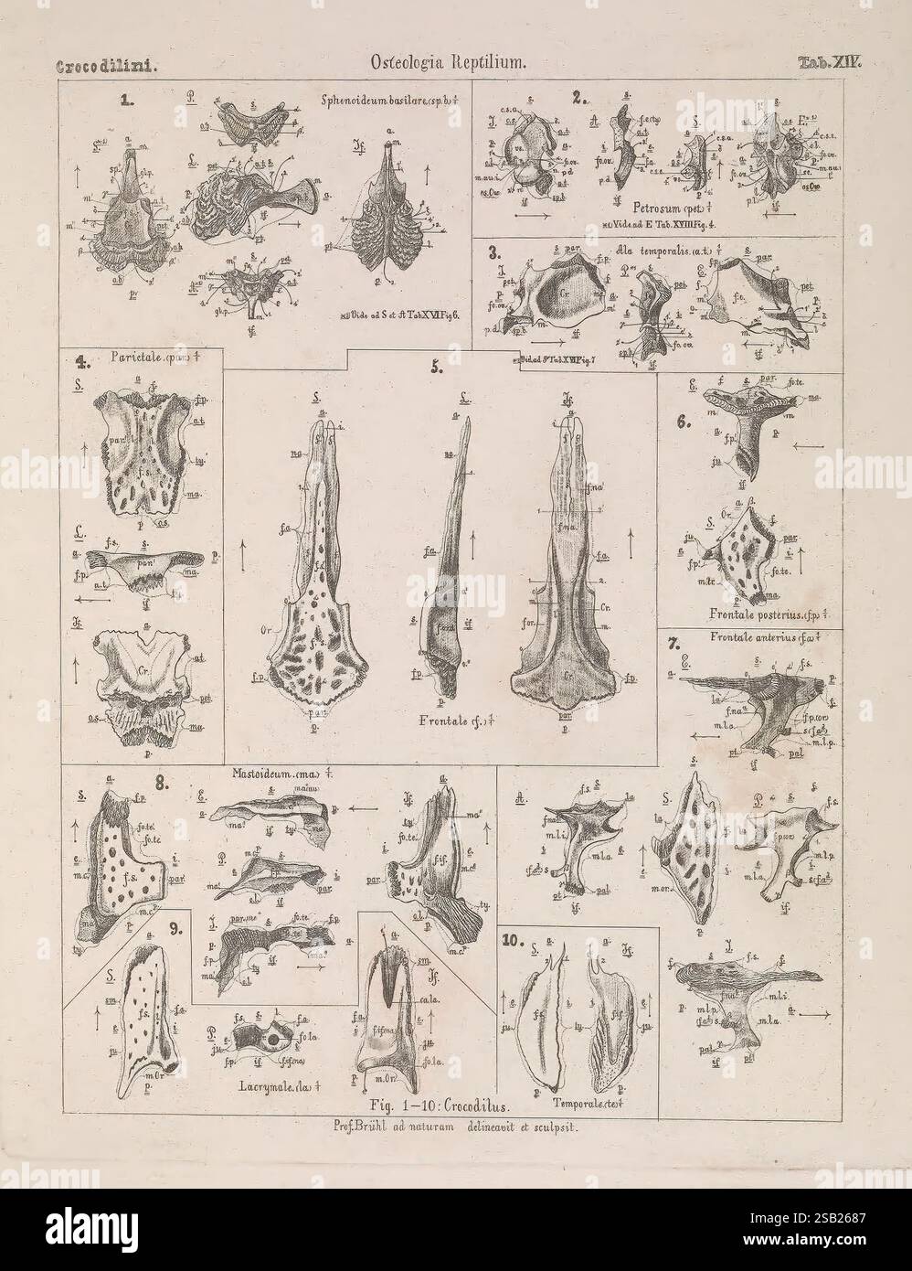 DAS Skelet der Krokodilinen, Wien, W. Braumüller, 1862, scheletro, anatomia, rettili, coccodrilli, questa illustrazione presenta una raccolta dettagliata di varie strutture scheletriche di rettili. Ogni figura etichettata mostra diversi elementi dell'anatomia dei rettili, tra cui teschi, mascelle e ossa degli arti. Il sistema di numerazione organizza sistematicamente i campioni, consentendo un confronto chiaro tra le specie. Alcune figure evidenziano caratteristiche uniche come la disposizione dei denti e gli adattamenti strutturali, offrendo informazioni sulla diversità dell'evoluzione dei rettili. La complessità dei progetti si esaurisce Foto Stock