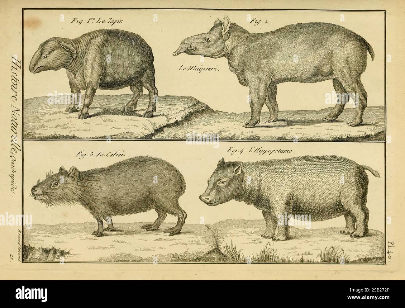 Mammalogie ou Description des espèces de mammifères A Paris Chez Mme Veuve Agasse Imprimeur-libraire 1820-1822 Encyclopedias mammiferi, l'illustrazione presenta quattro animali distinti disposti in una griglia. Nella parte superiore sinistra si erge una figura simile a un animale da allevamento, caratterizzata dal suo corpo robusto e dalle gambe corte. La sezione in alto a destra presenta una creatura raffigurata con una forma rotonda e arti corti, che ricorda un ippopotamo. Sotto questi, il basso a sinistra mostra un altro grande animale, evidenziato dalle sue imponenti corna e dalla struttura robusta. In basso a destra viene mostrato un più piccolo, Foto Stock