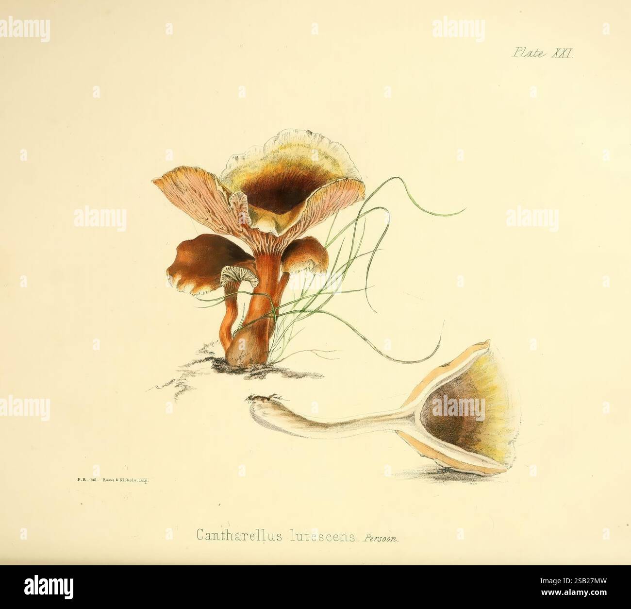 Illustrazioni di British Mycology London Reeve Benham and Reeve 1847-55 funghi Great Britain Frances Reed Cantharellus lutescens Craterellus lutescens Frances Reed Women in Science, l'illustrazione presenta una dettagliata rappresentazione della specie di funghi *Cantharellus lutescens*. Il pezzo centrale presenta i caratteristici cappucci arancione-marrone rossastro che si ondulano delicatamente sui bordi, rivelando superfici ruvide. Intorno al fungo, sottili filamenti verdi suggeriscono la presenza di fogliame o erba, aggiungendo profondità alla composizione. Accanto al soggetto principale, un altro fungo esemplifica Foto Stock