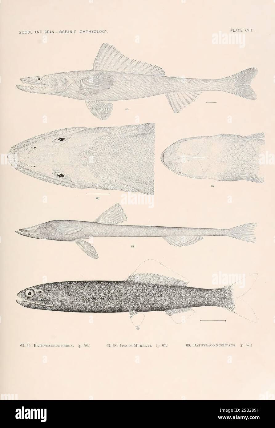 Oceanic Ichthyology v.22 Atlas Cambridge U.S.A. stampato per il Museum 1896 Atlantic Ocean Marine Animals Deep-Sea Fishes pelagic Fishes, Un'illustrazione dettagliata che mostra una varietà di specie ittiche dal campo dell'ittiologia oceanica. L'immagine include rappresentazioni etichettate di pesci diversi, evidenziandone le caratteristiche anatomiche uniche. Il rendering di ciascun campione è caratterizzato da linee e dettagli precisi, che enfatizzano aspetti quali la forma del corpo, le pinne e le trame. La disposizione appare sistematica, suggerendo una classificazione scientifica della specie, che include caratteristiche distinte come Th Foto Stock
