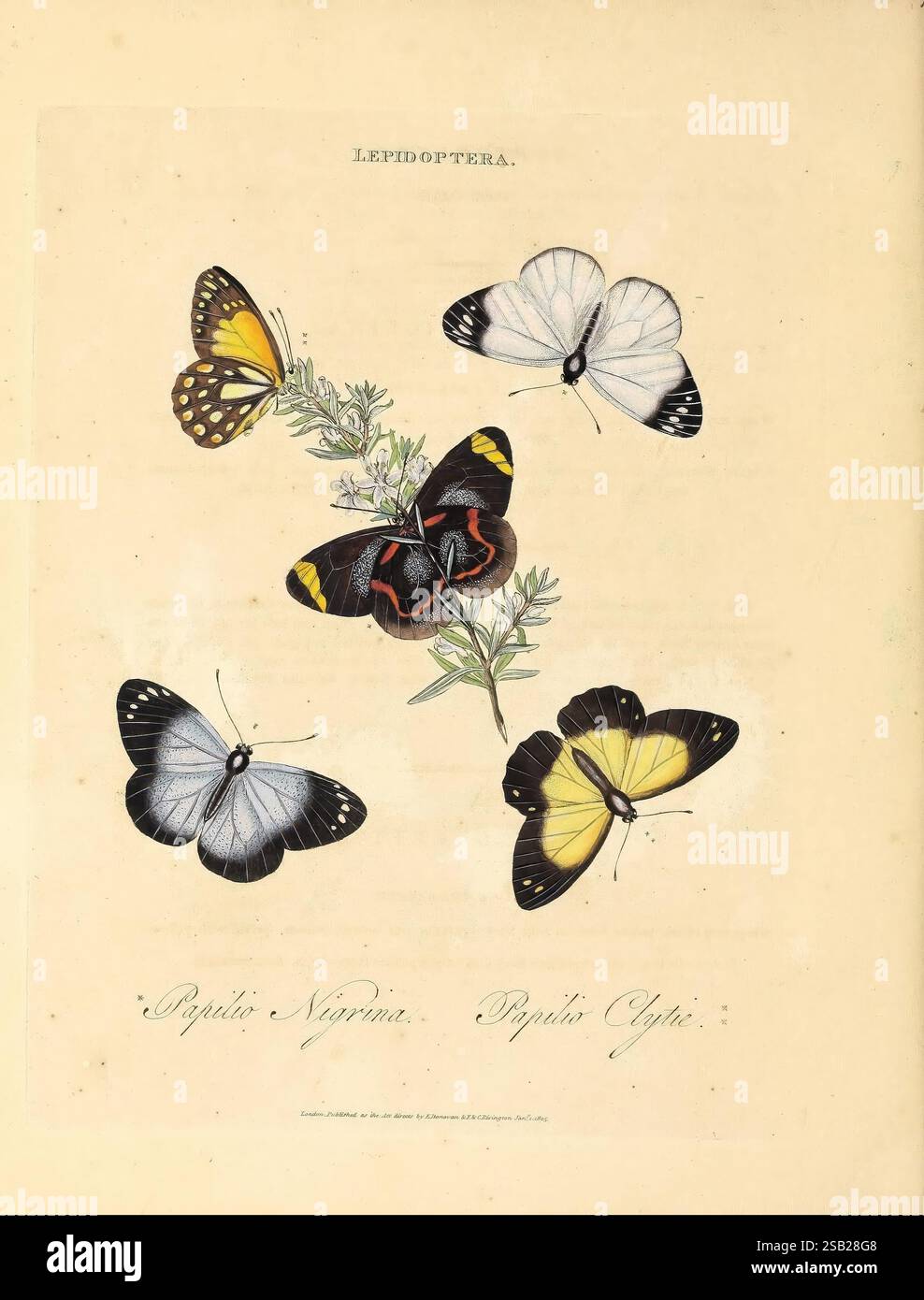 Un'epitome della storia naturale degli insetti della nuova Olanda, della nuova Zelanda, della nuova Guinea, di Otaheite e di altre isole negli oceani Indiano, meridionale e Pacifico, Londra, stampato per l'autore e F.C. e J. Rivington, venduto anche da White, Faulder, Hatchard e Symonds, 1805, Australia, Polinesia francese, insetti, nuova Guinea, nuova Zelanda, Tahiti Island, Edward Donovan, Butterflies, Papilio Clytie, Papilio Nigrina, delias Nigrina, Belenois Java, Westringia Rosemarinifolia, Westringia fruticosa, diversità abbagliante, una collezione splendidamente illustrata di farfalle dell'ordine Lepidotteri. Foto Stock