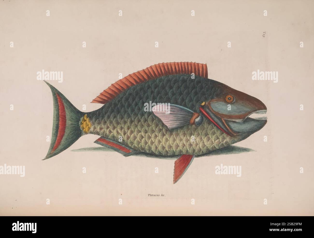 La storia naturale della Carolina, della Florida e delle Isole Bahama, Londra, stampato per B. White, 1771. bahamas, uccelli, botanica, storia naturale, north carolina, opere pittoriche, opere pre-linneane, stati meridionali, Mark Catesby, georgia, florida, carolina del sud, ittiologia, sparisoma viride, pesce pappagallo allo allo stop, Catesby, Una rappresentazione vibrante di un pesce, che mostra le sue scale e la colorazione intricate. L’illustrazione mette in evidenza le caratteristiche dettagliate del pesce, tra cui la sua pinna dorsale prominente con tocchi rossi e una mascella pronunciata. Il corpo è decorato con una sfumatura verde Foto Stock