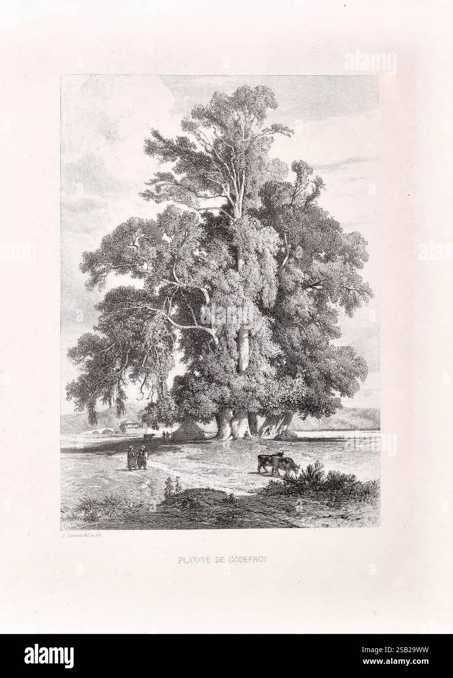 Asie Mineure, Parigi, Gide, 1860-1866, Isole Egee, Grecia, Turchia, Armenia, Repubblica, impianti, la Turchia, Un maestoso e vasto albero domina il primo piano, con la sua ampia tettoia che fornisce un'ampia ombra. Sotto i suoi rami si può vedere un raduno di persone, impegnati in varie attività, mentre un paio di buoi, Uniti insieme, si trovano nelle vicinanze, aggiungendo alla scena pastorale. Il paesaggio si estende sullo sfondo, mostrando dolci colline e un'atmosfera serena, evidenziata da un cielo punteggiato di morbide nuvole. La composizione generale evoca un senso di tranquillità e connessione con la natura, invitante Foto Stock